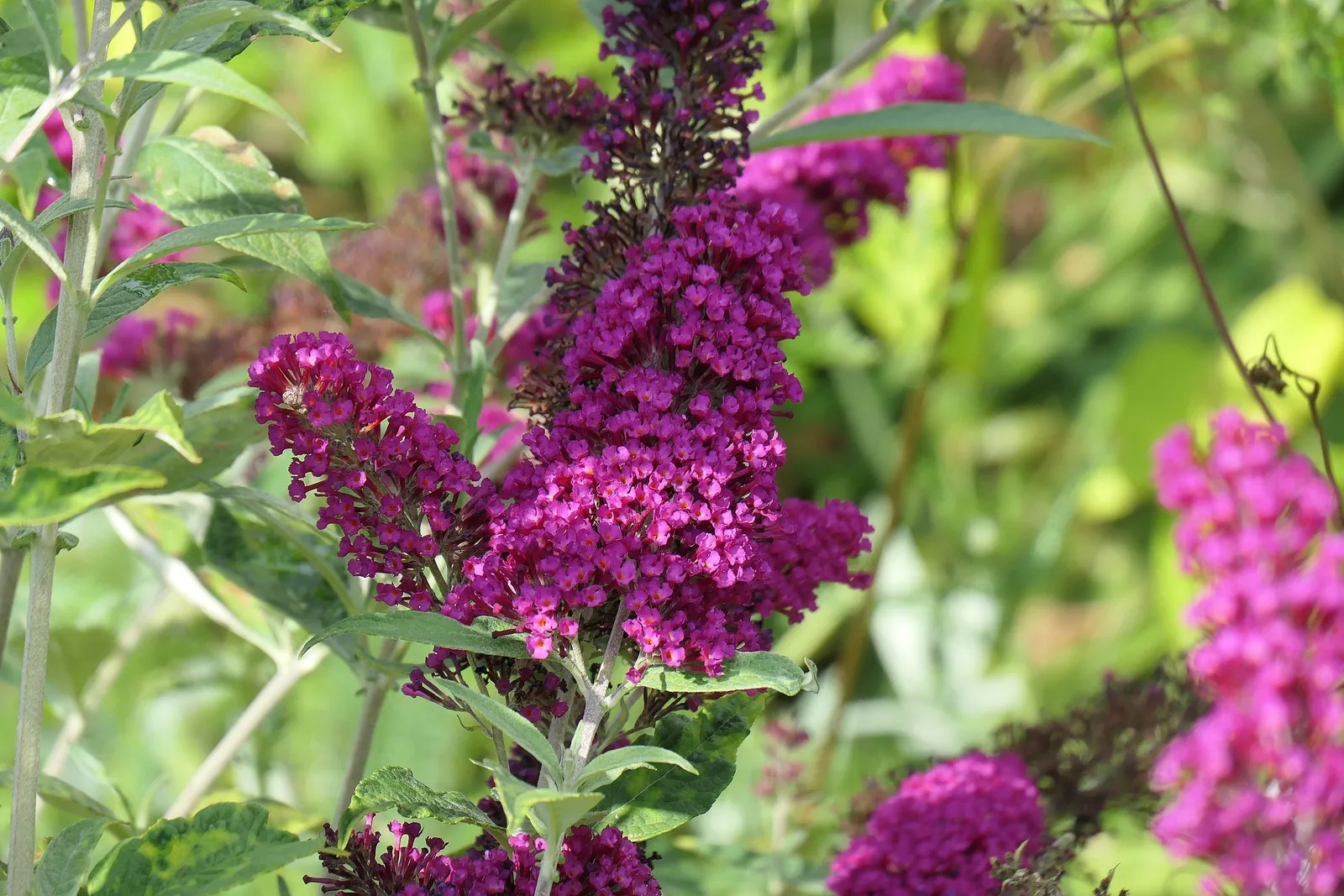Buddleja 'Miss Ruby'PBR - miniatyr 5