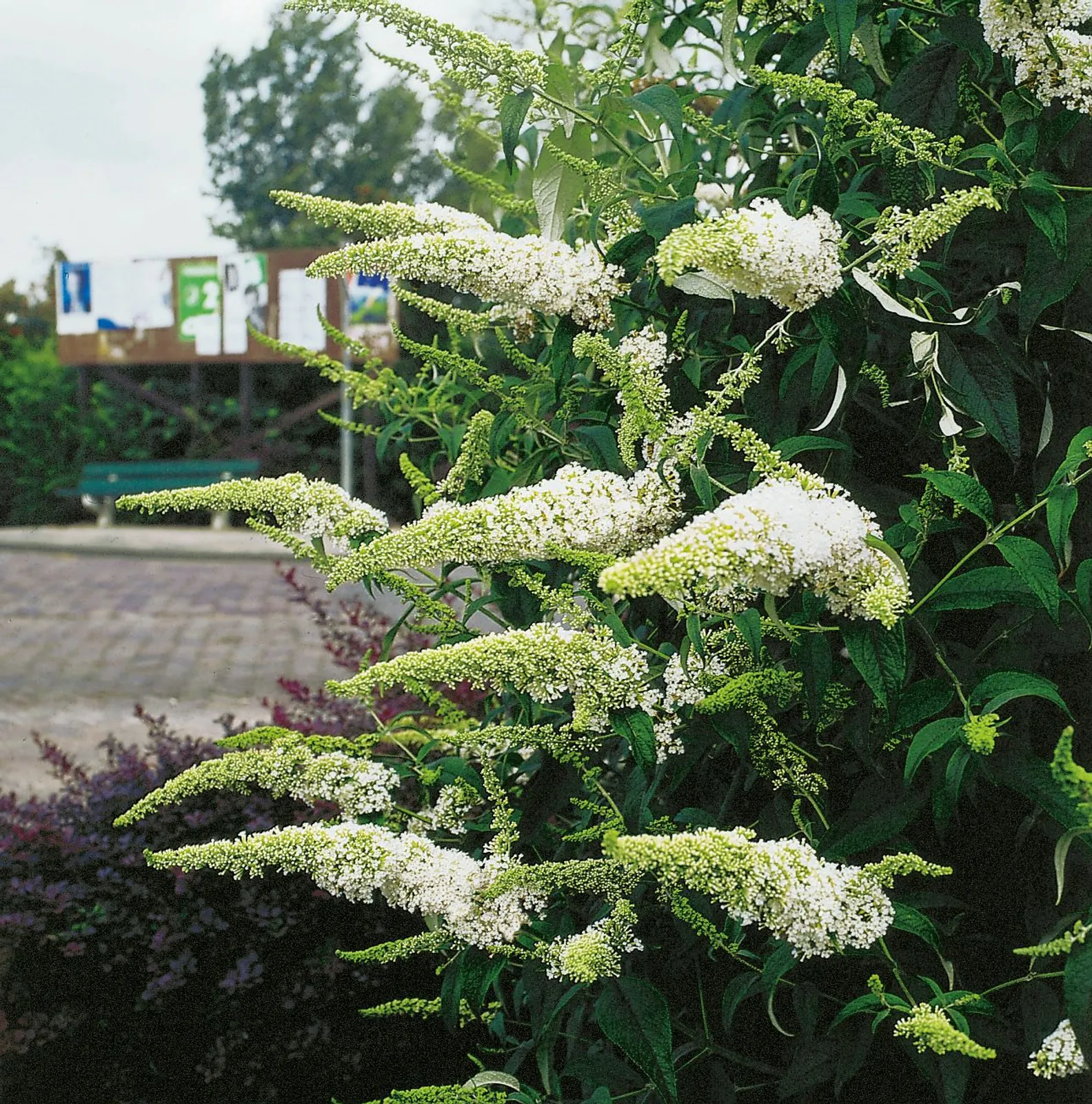 Syrenbuddleja 'White Profusion' - miniatyr 1
