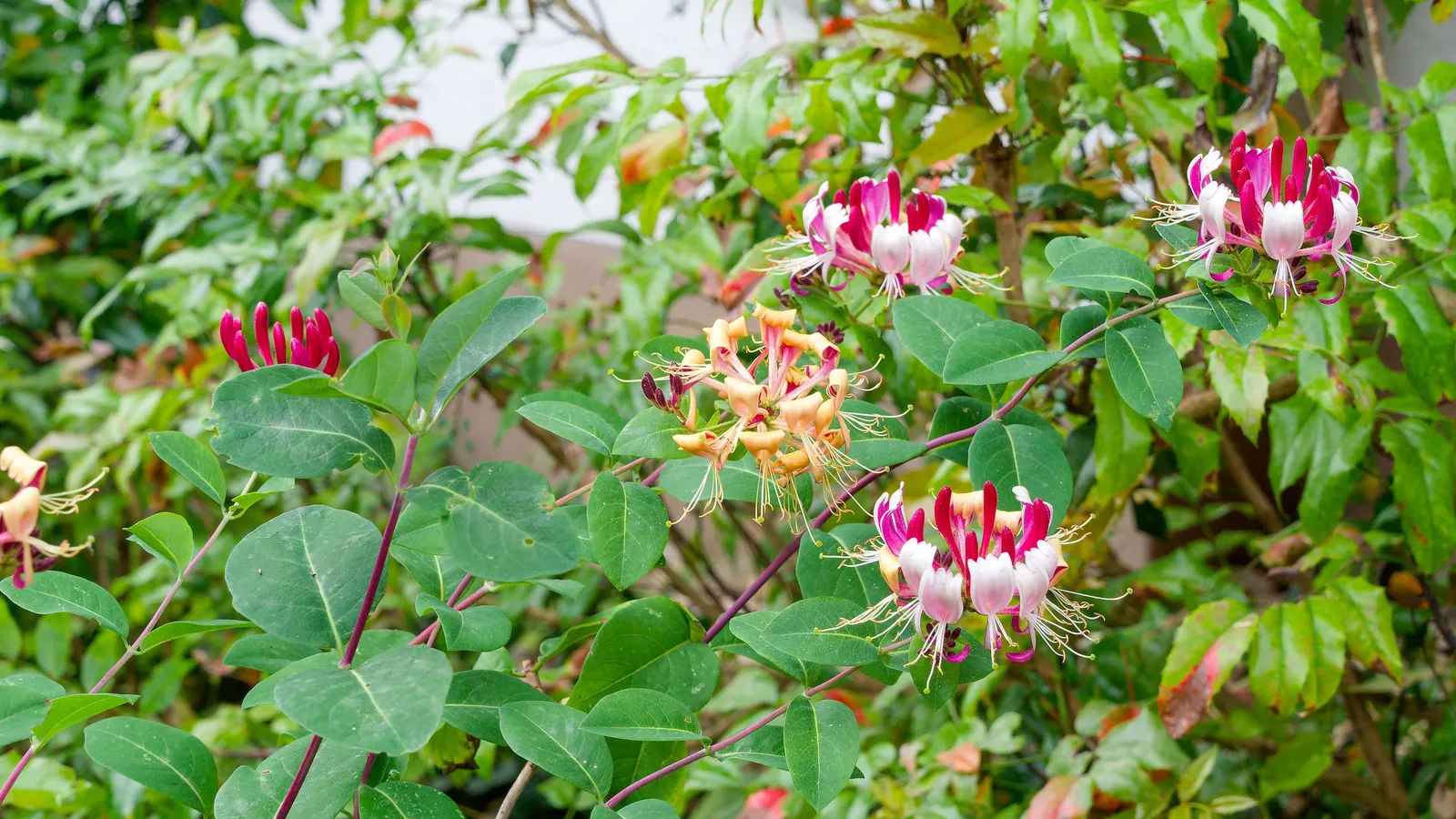 Blomsterkaprifol 'Goldflame' - miniatyr 2