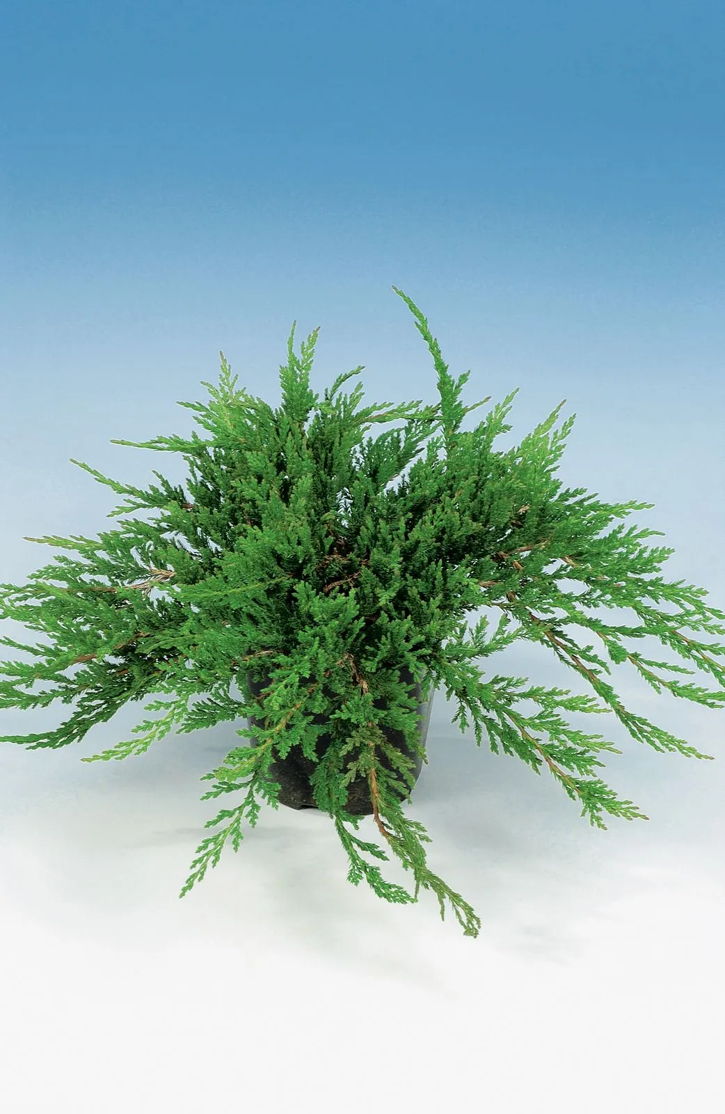 Amerikansk kryp-en 'Prince of Wales', 30-40 cm - miniatyr 4