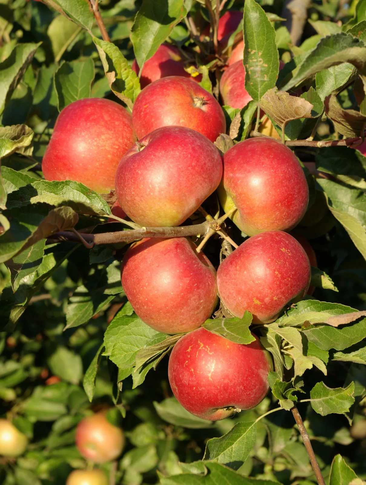 Äpple 'Queen Cox', syn. 'Cox´s Orange Queen'