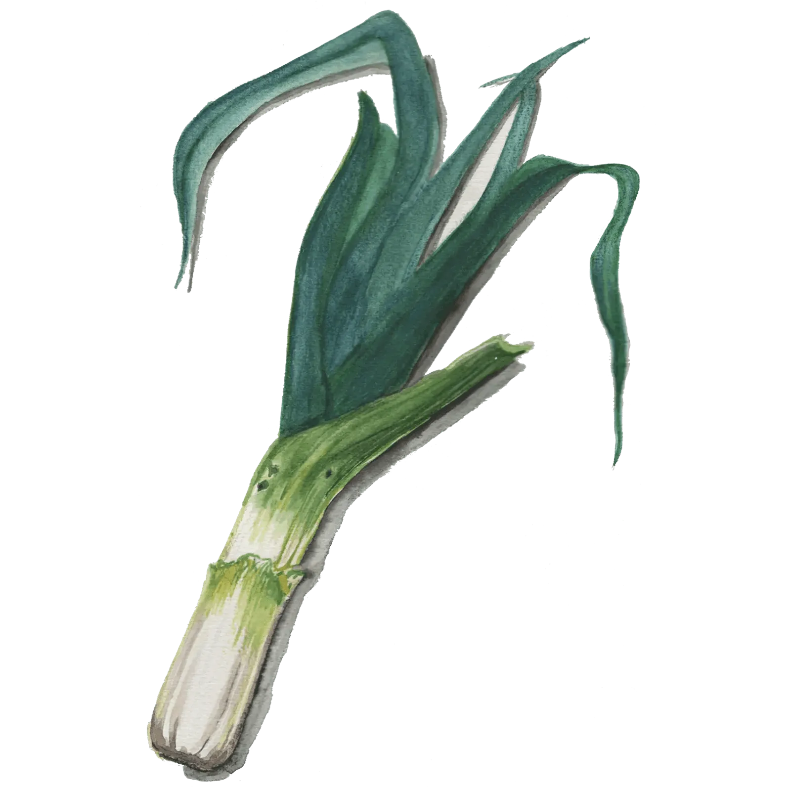 Purjolök 'Blue Green Winter', Frö