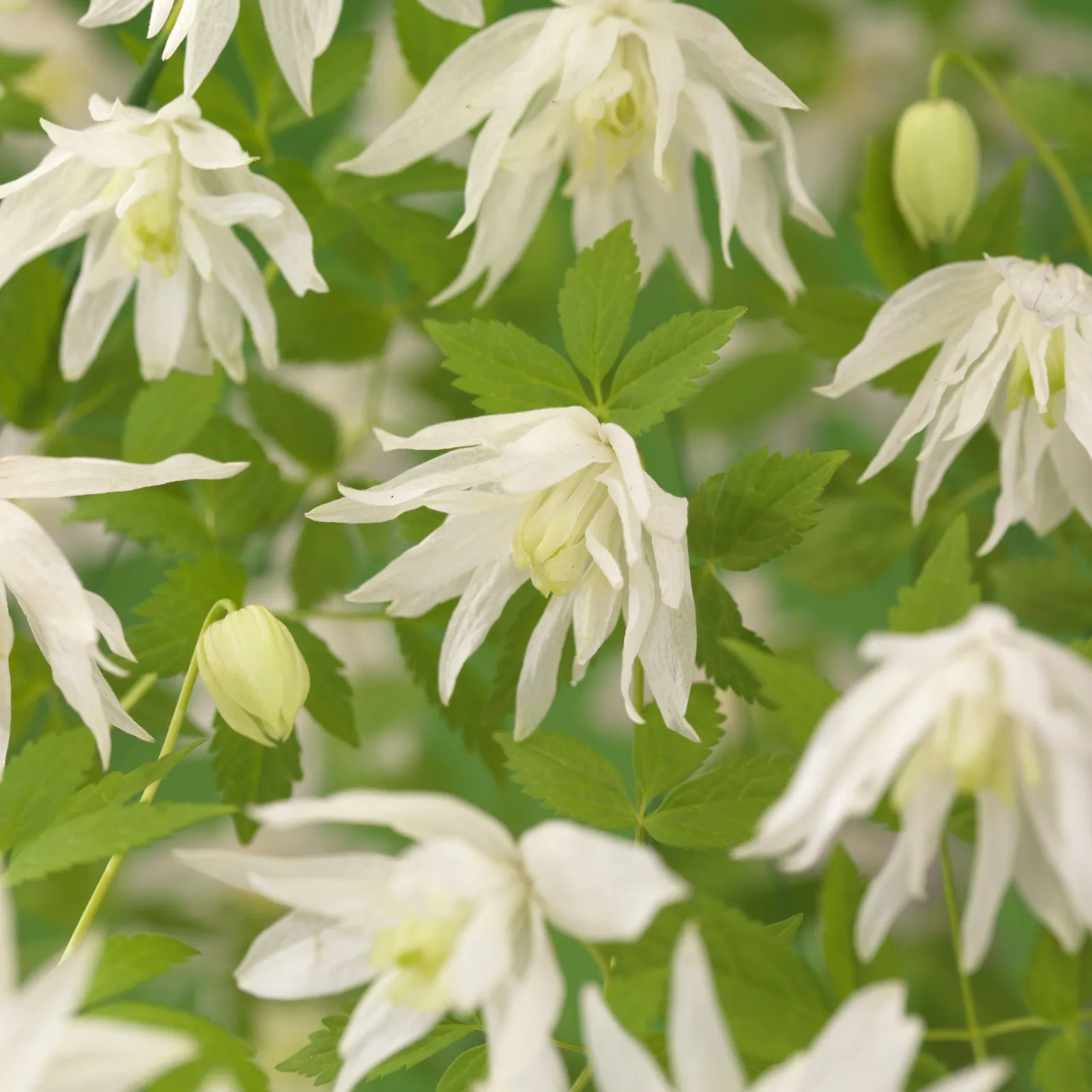 Atragene-klematis 'Albina Plena'PBR
