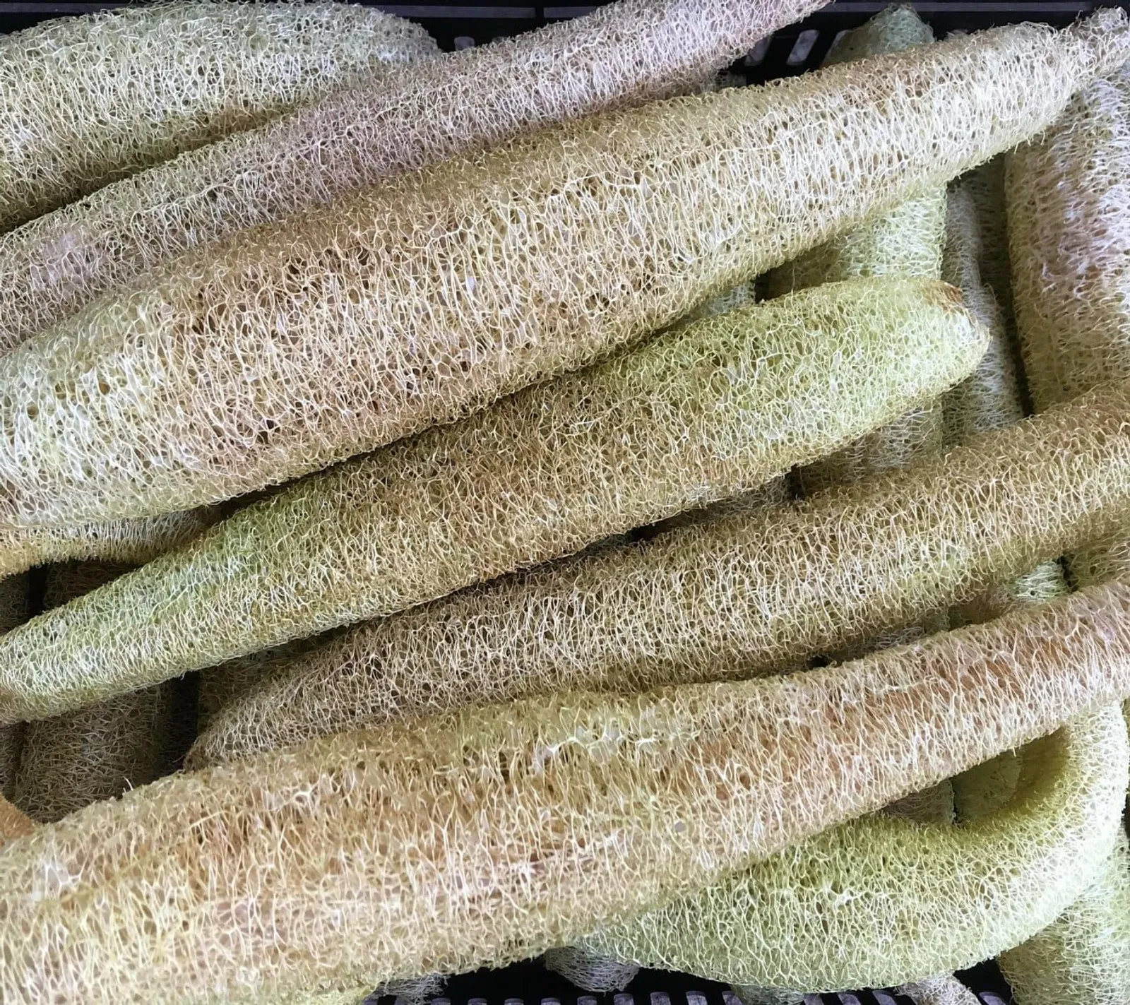 Luffa 'Luffagurka', ekofrö