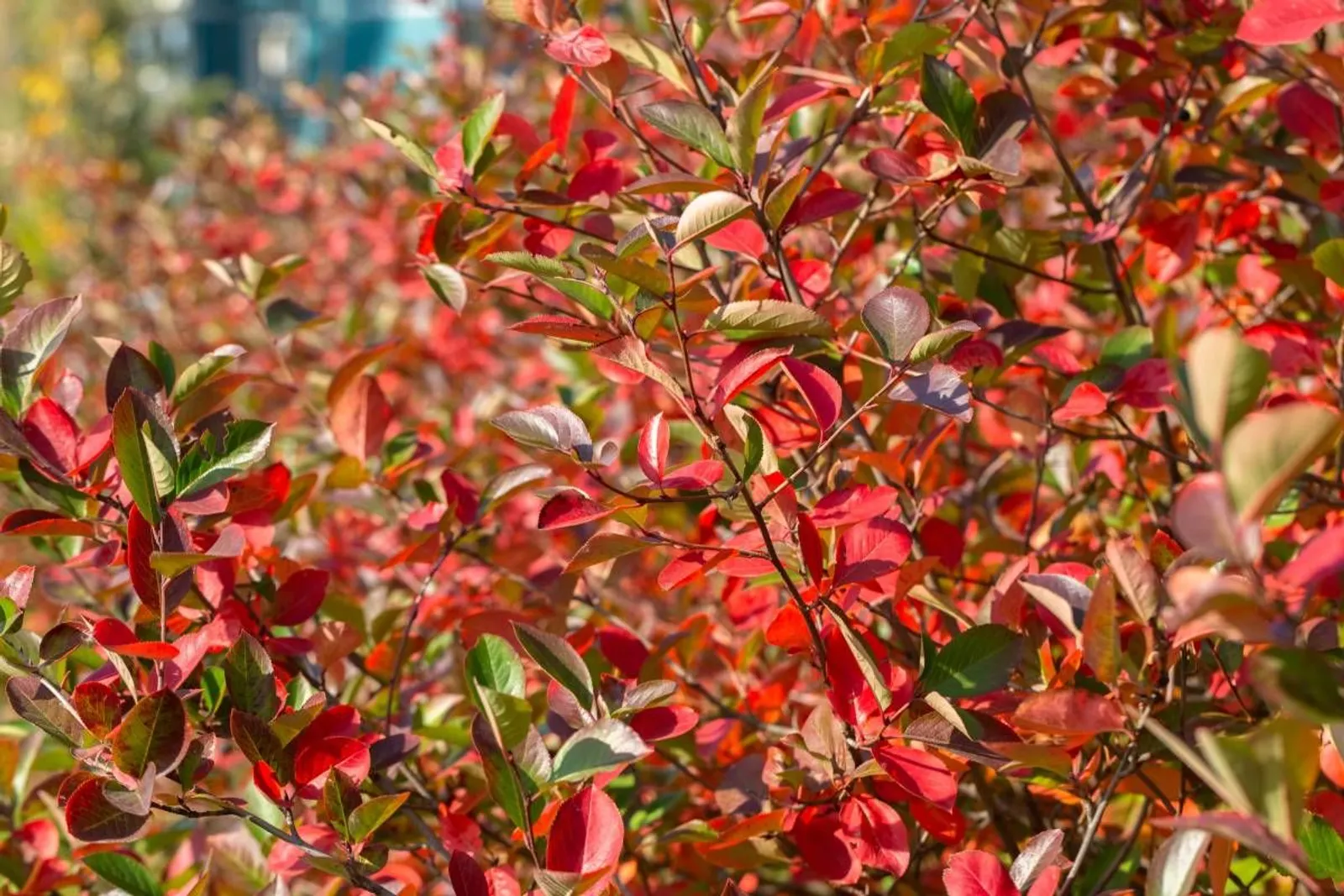 Svartaronia 'Hugin', 20-40 cm — detalj 2
