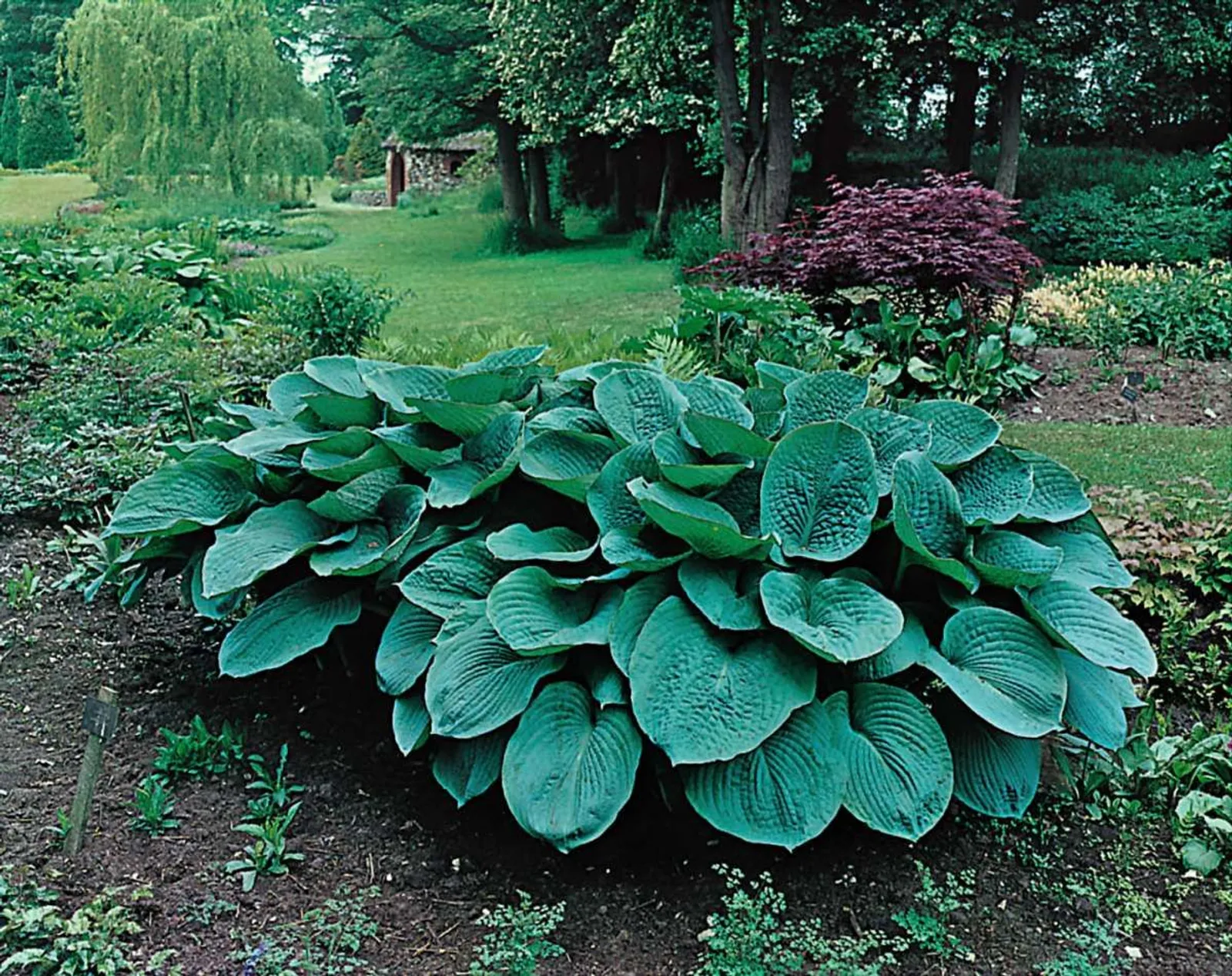 Daggfunkia 'Elegans'