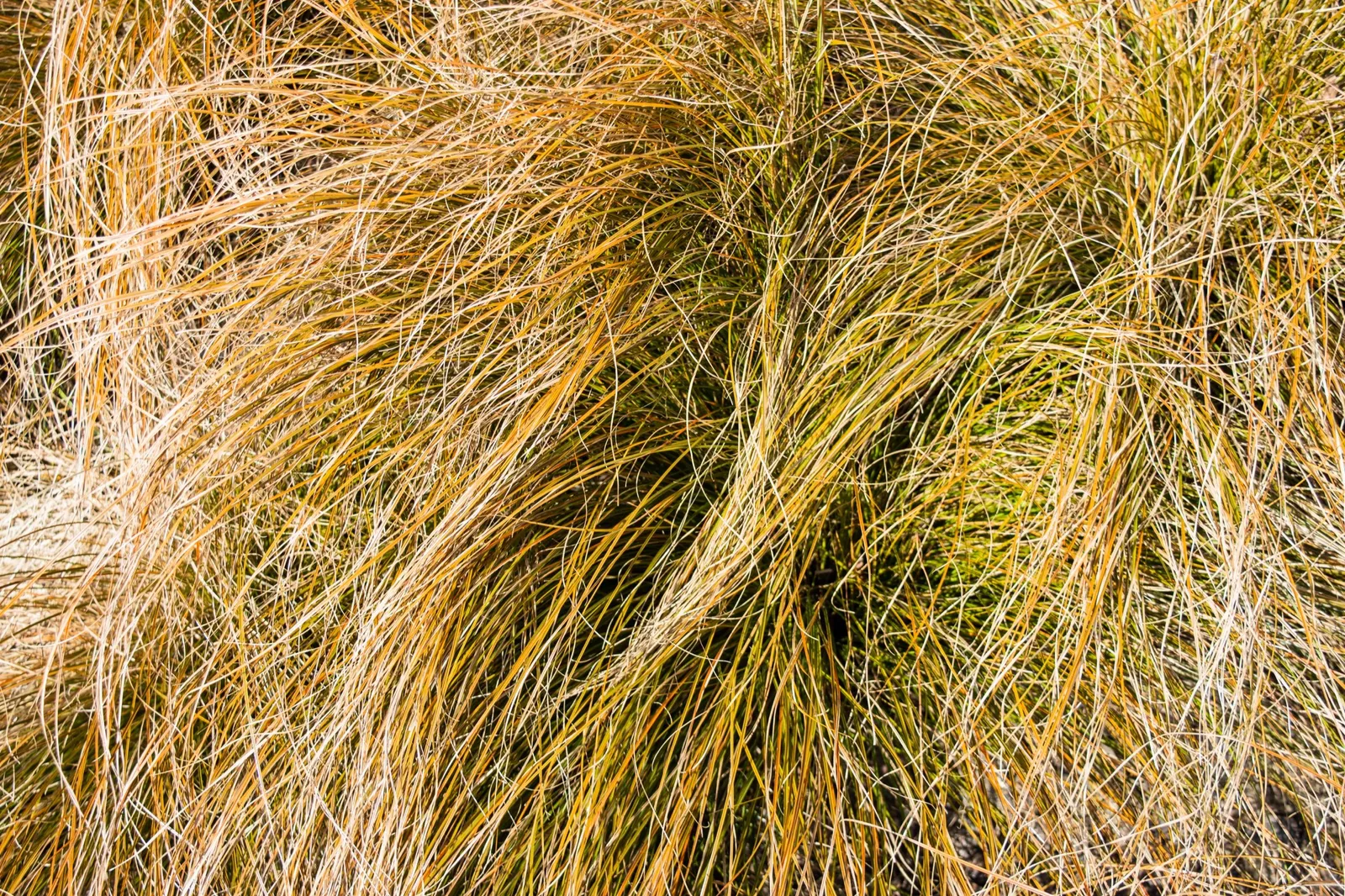 Brandstarr 'Prairie Fire', 2L - miniatyr 3