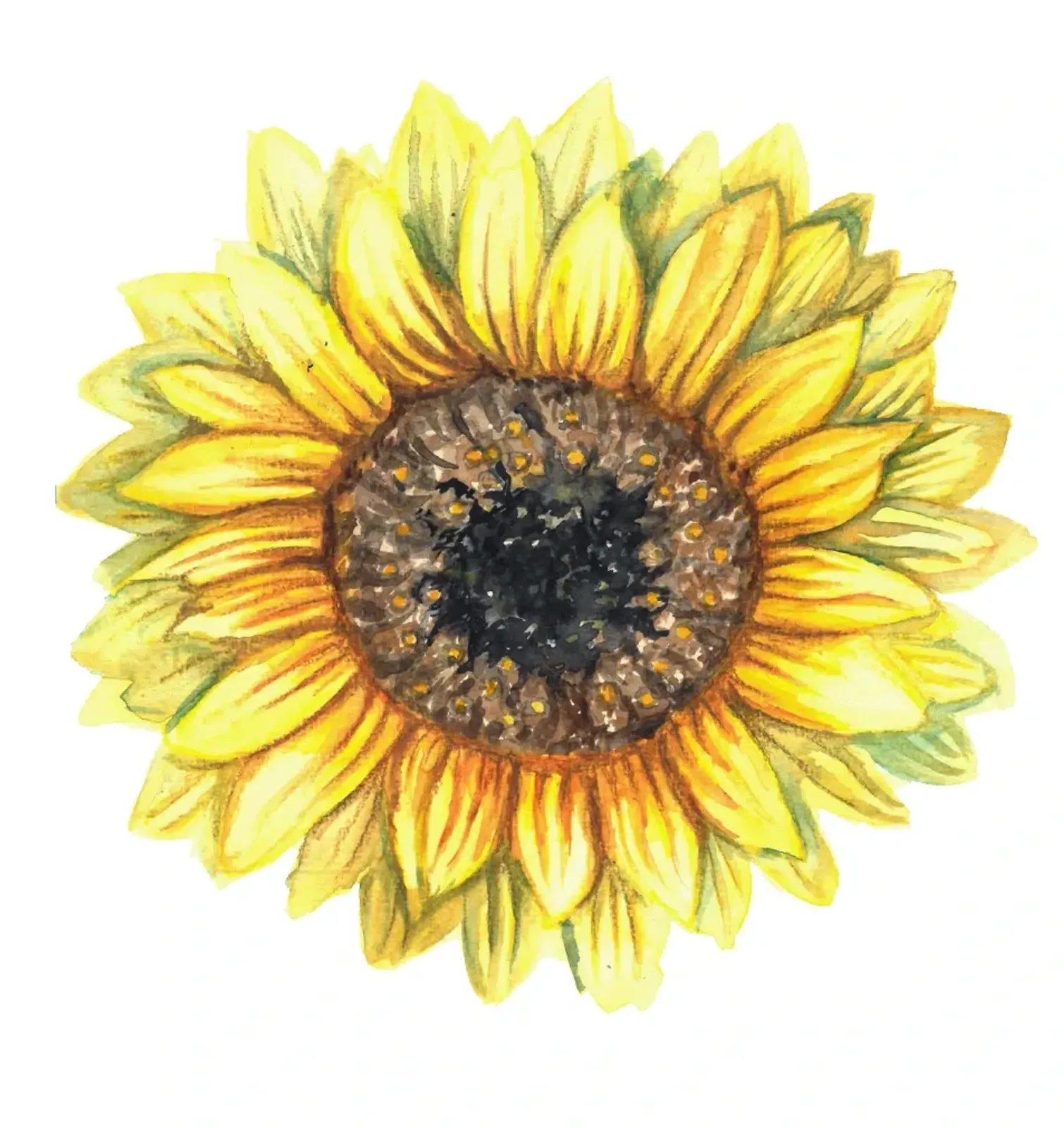 Solros 'Henry Wilde', Frö