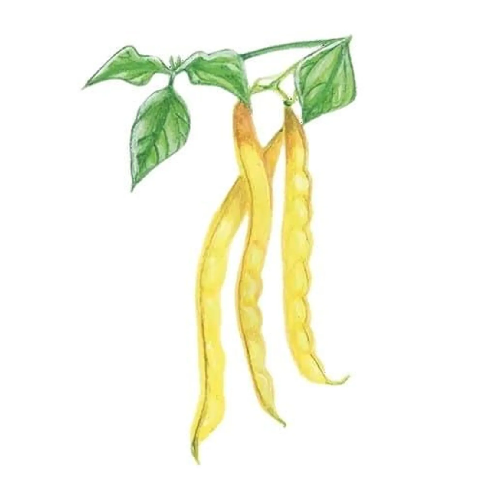 Störvaxböna 'Neckargold', Frö