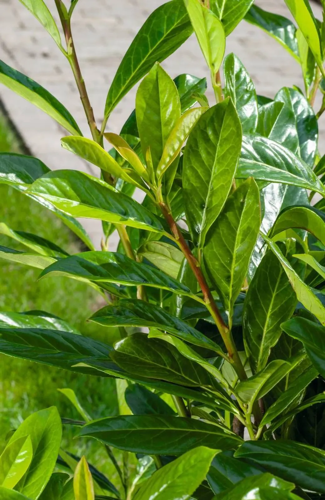 Lagerhägg 'Novita', 30-40 cm — detalj 2
