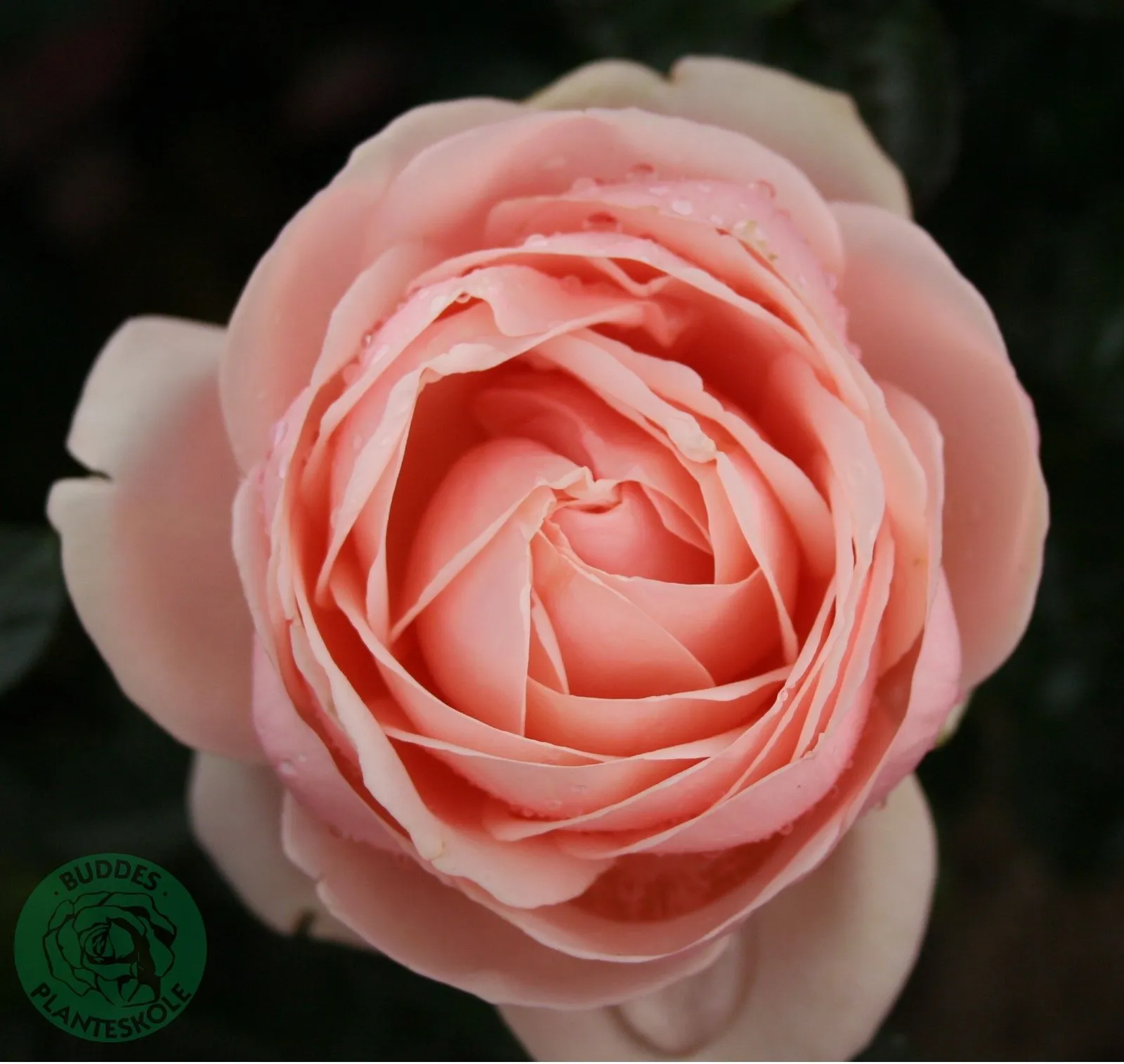 Modern buskros APHRODITE ('Tan00847'PBR)