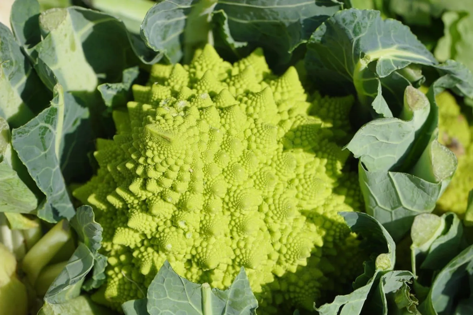Natalino Romanesco broccolo frö med romanesco med spiralmönster