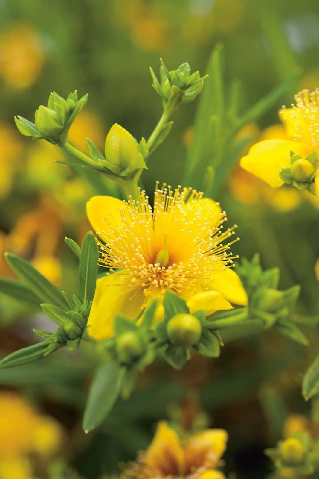 Knapphyperikum 'Gemo'