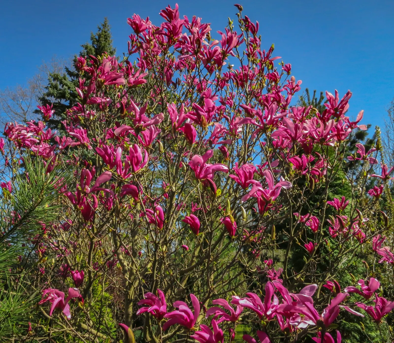 Rosenmagnolia 'Susan' - miniatyr 5