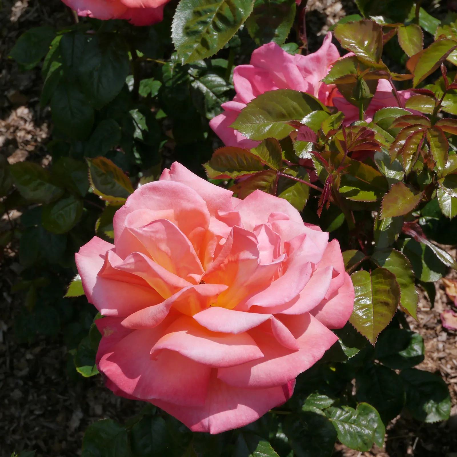 Tehybridros TROIKA® ('Poultroi') - miniatyr 2