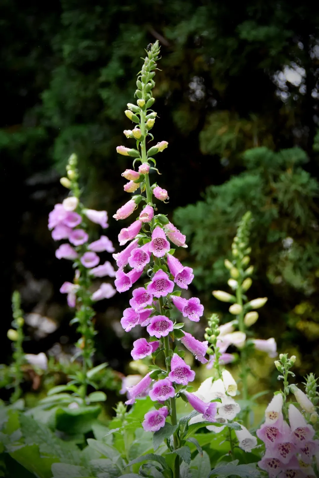 Gloxiniaeflora fingerborgsblomma ekofrö med höga blomstänglar
