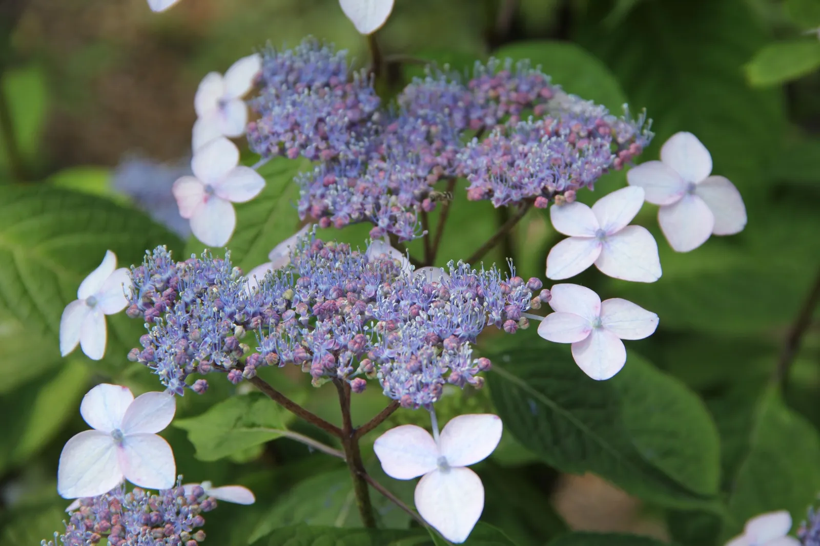 Purpurhortensia 'Bluebird' - miniatyr 3