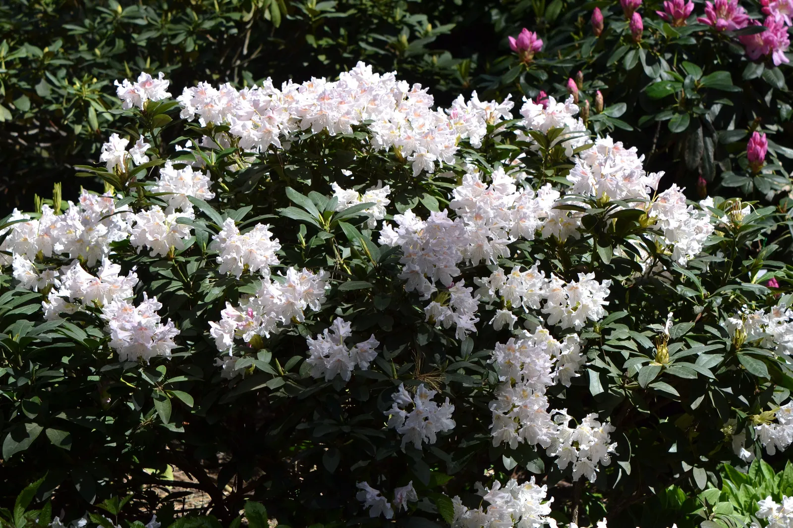 Caucasicum-rododendron 'Cunningham's White', 30-40 cm - miniatyr 6