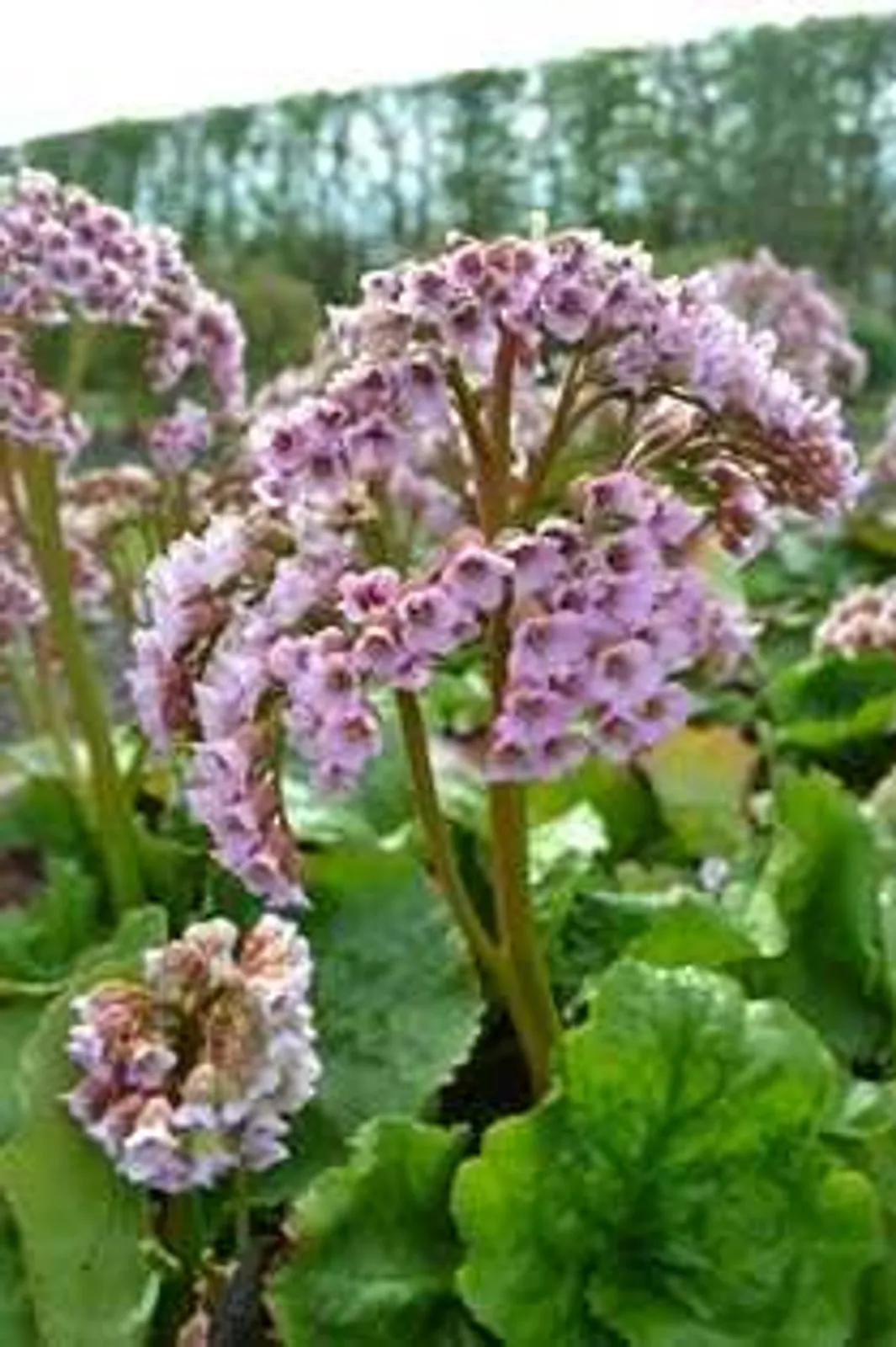 Hjärtbergenia 'Möja'