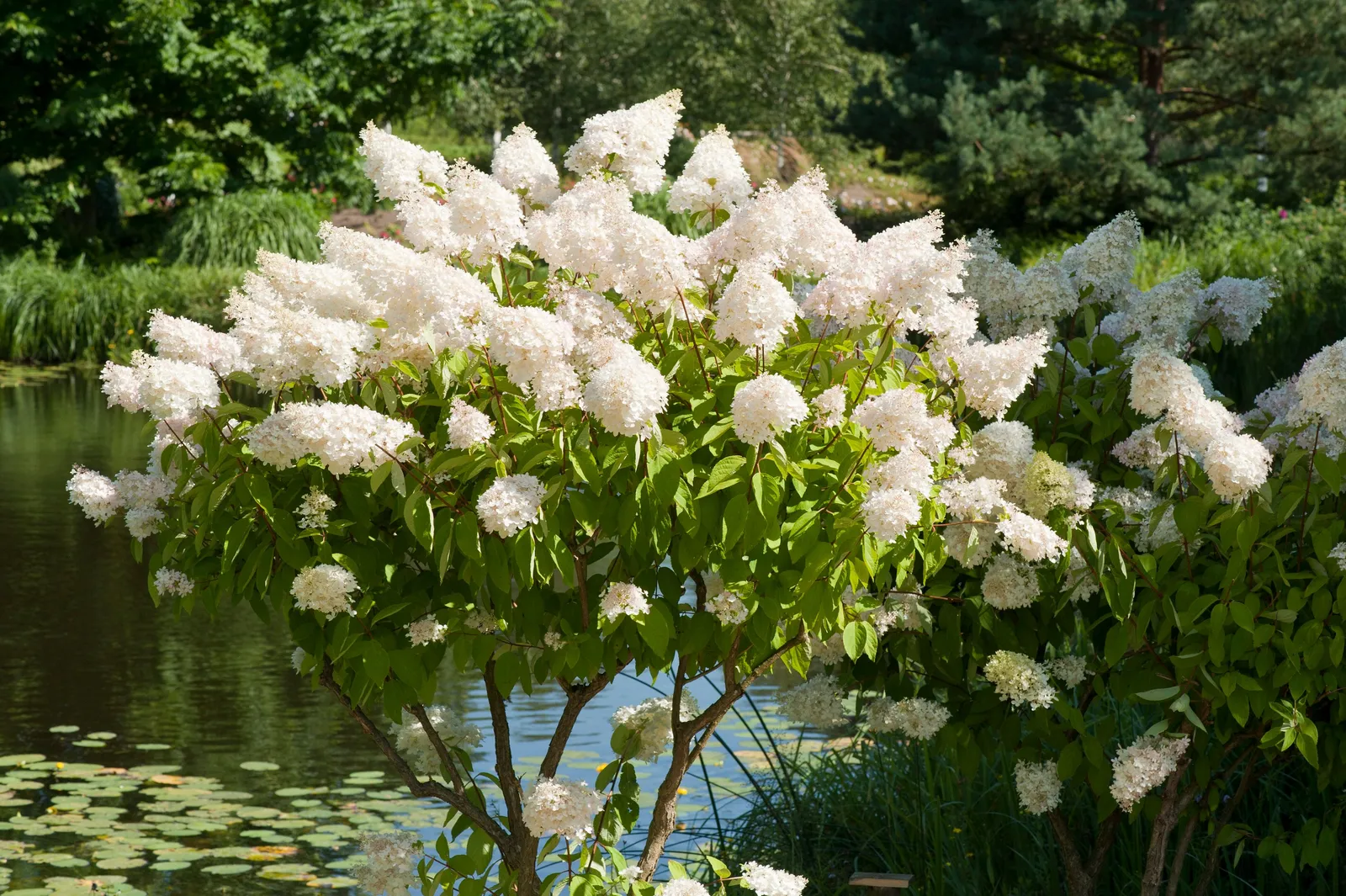 Syrenhortensia, Sh 90-100