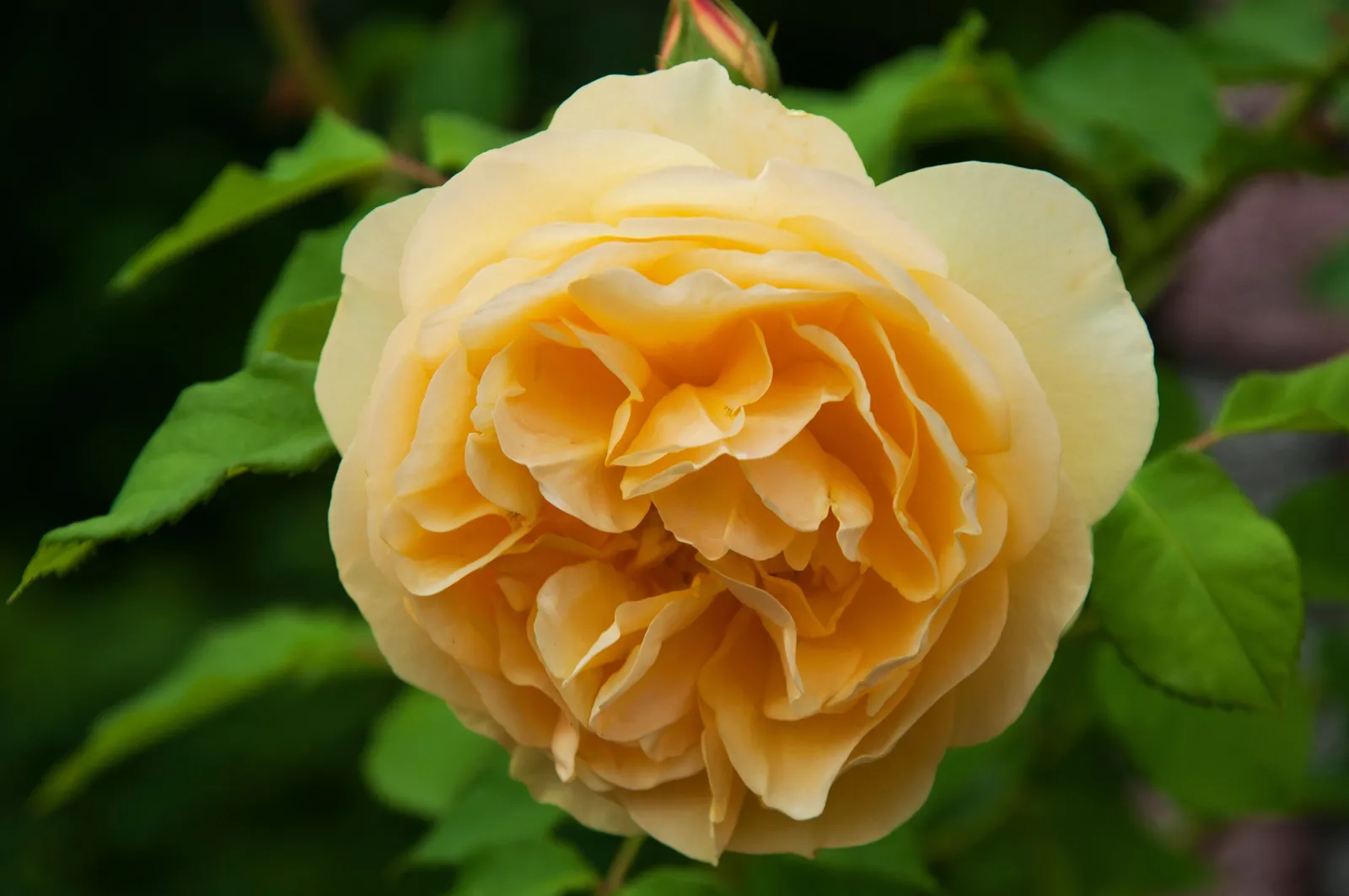 Floribundaros BERNSTEIN-ROSE ('Taneitber') - miniatyr 2