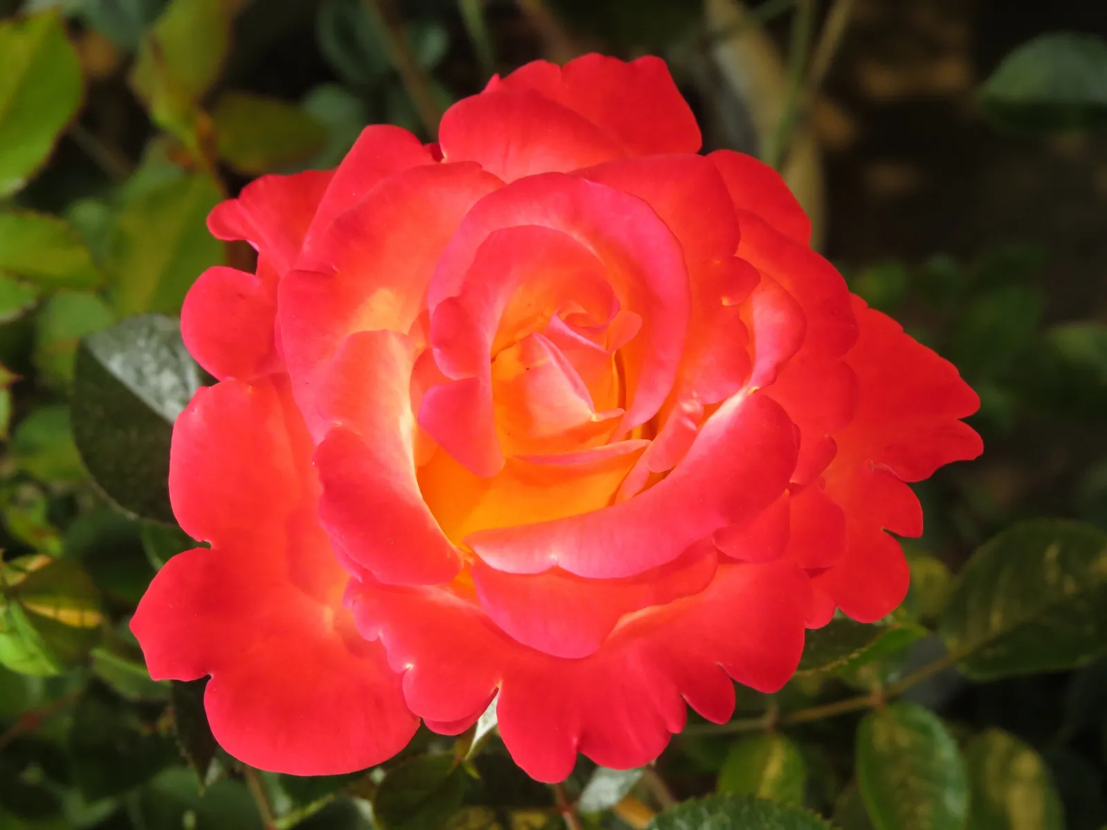 Floribundaros 'David® Rosenmager' - miniatyr 2