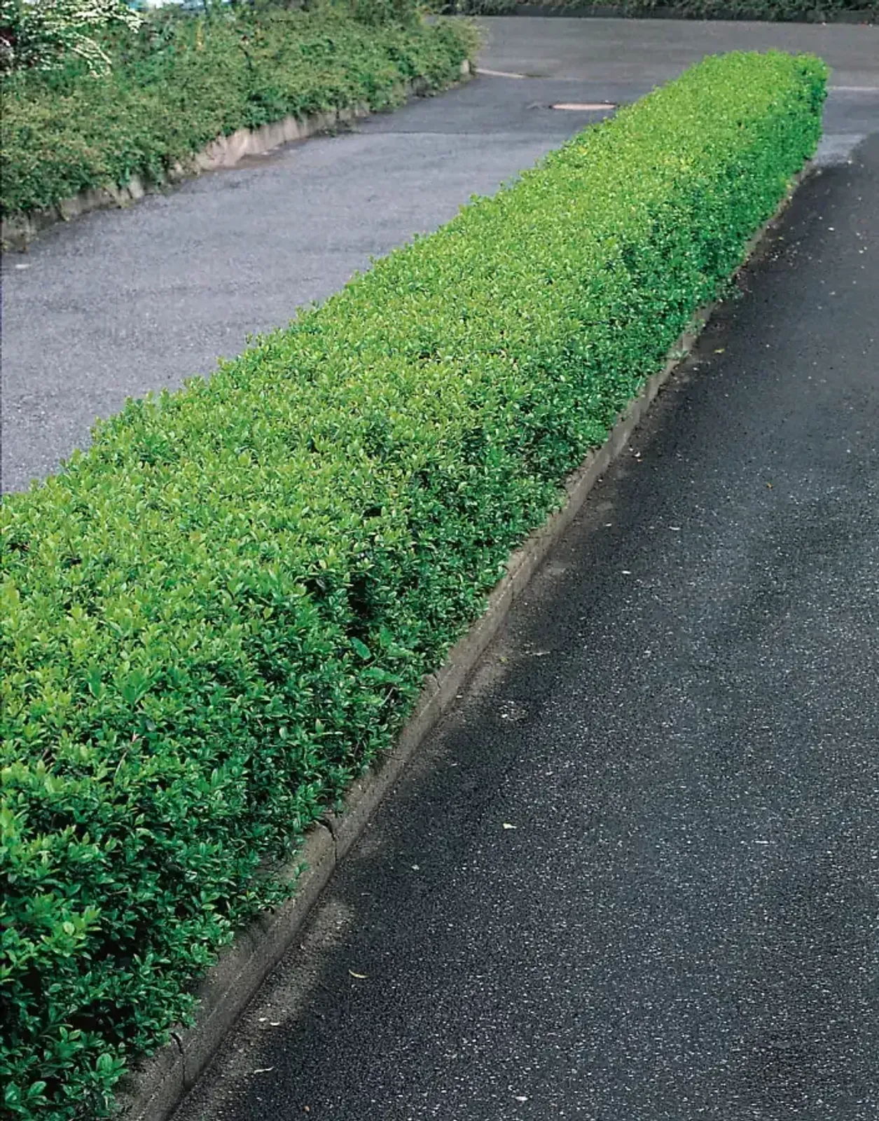Dvärgliguster, 20-40 cm