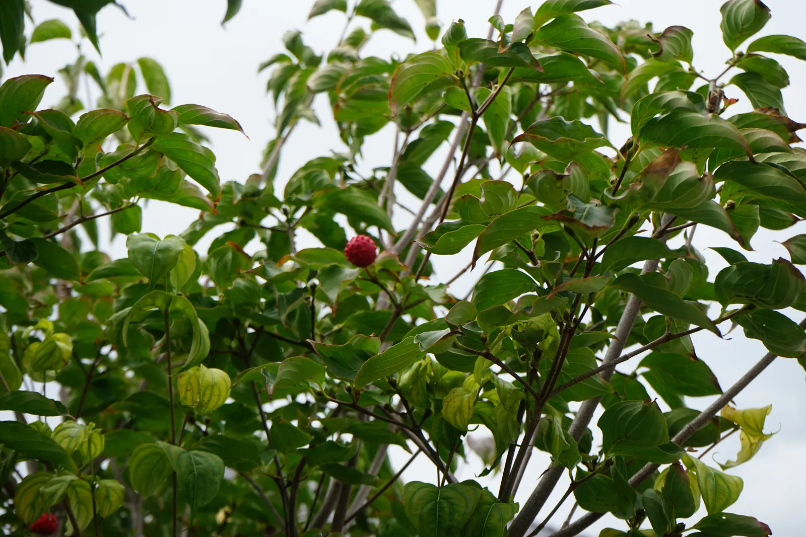 Koreansk blomsterkornell - miniatyr 4