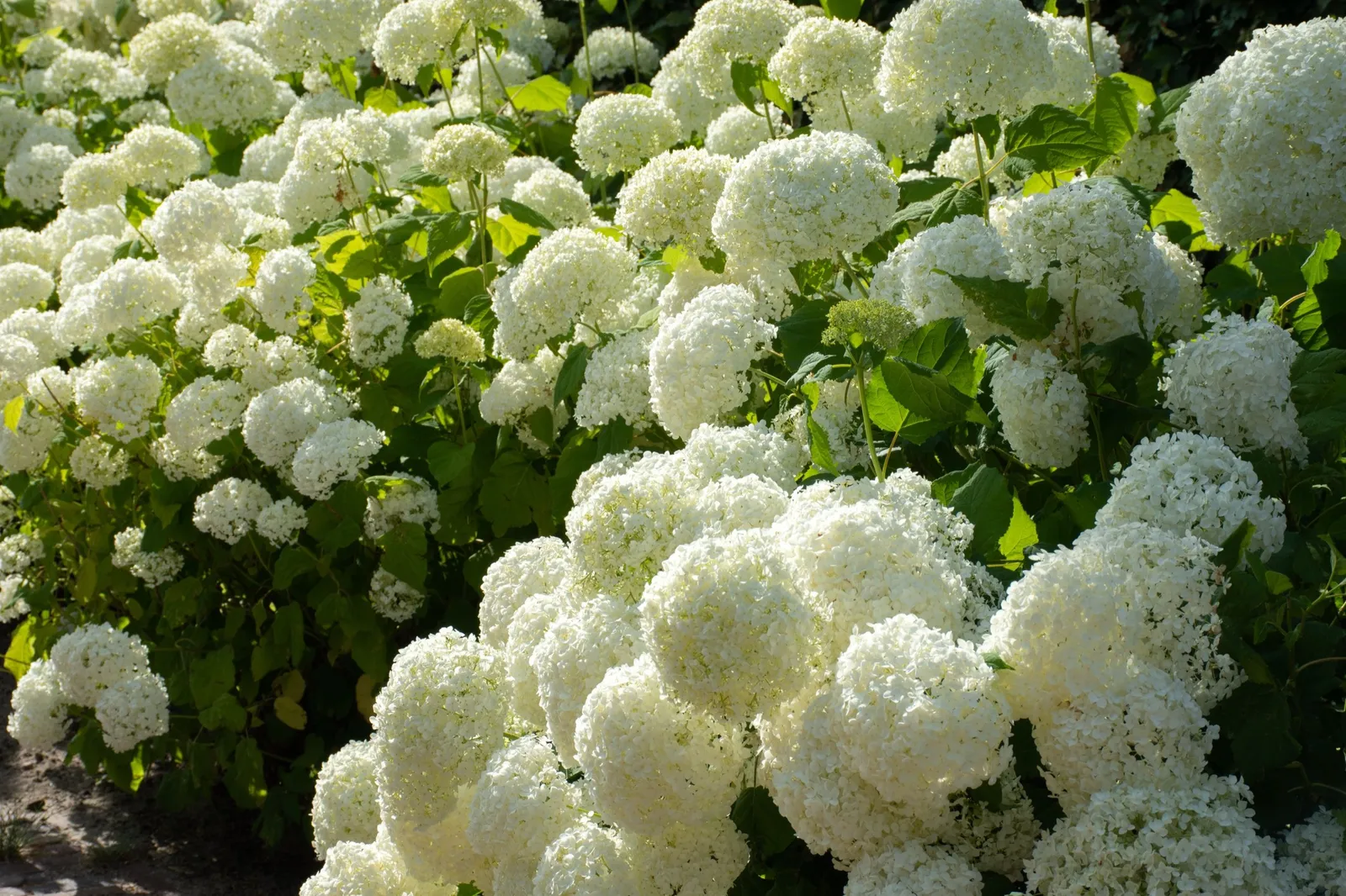 Vidjehortensia 'Annabelle' - miniatyr 3