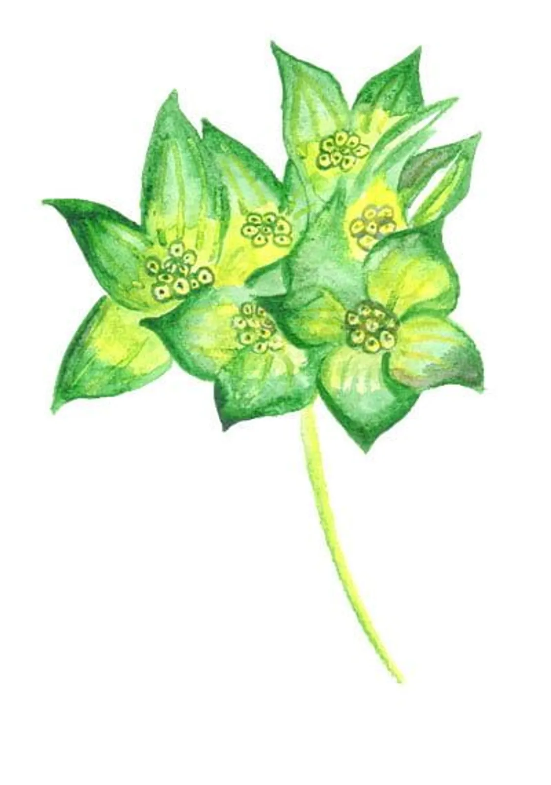 Blomma 'Harört', Frö
