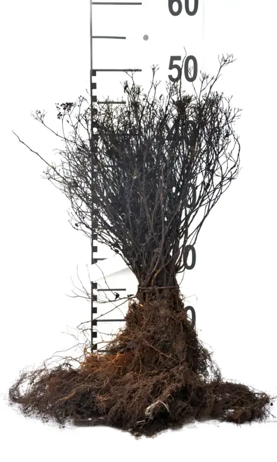 Rosenspirea, 15-30 cm — detalj 4