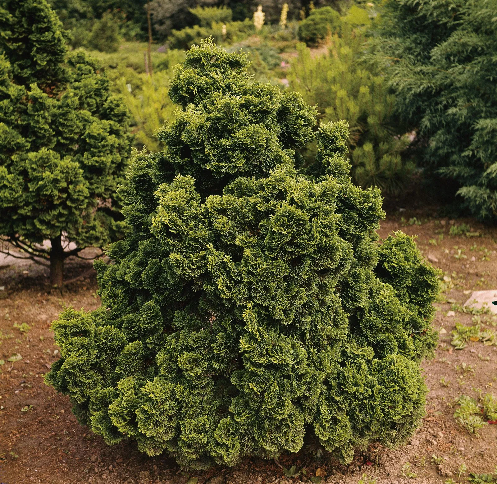 Japansk ädelcypress 'Nana Gracilis', 20-25 cm