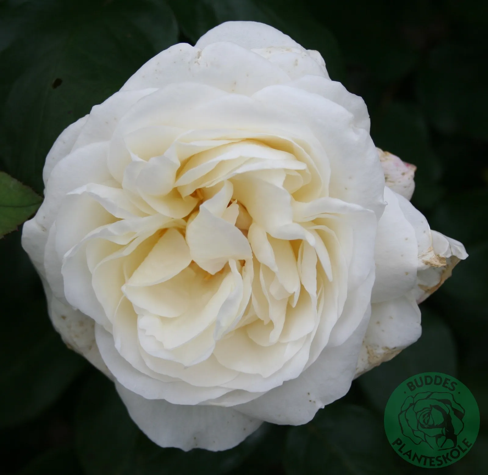 Tehybridros CLAUS DALBY ('Poulht009')