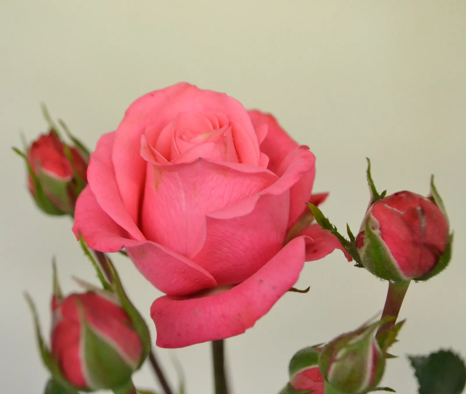 Floribundaros BELLA ROSA ('Korwonder') - miniatyr 4