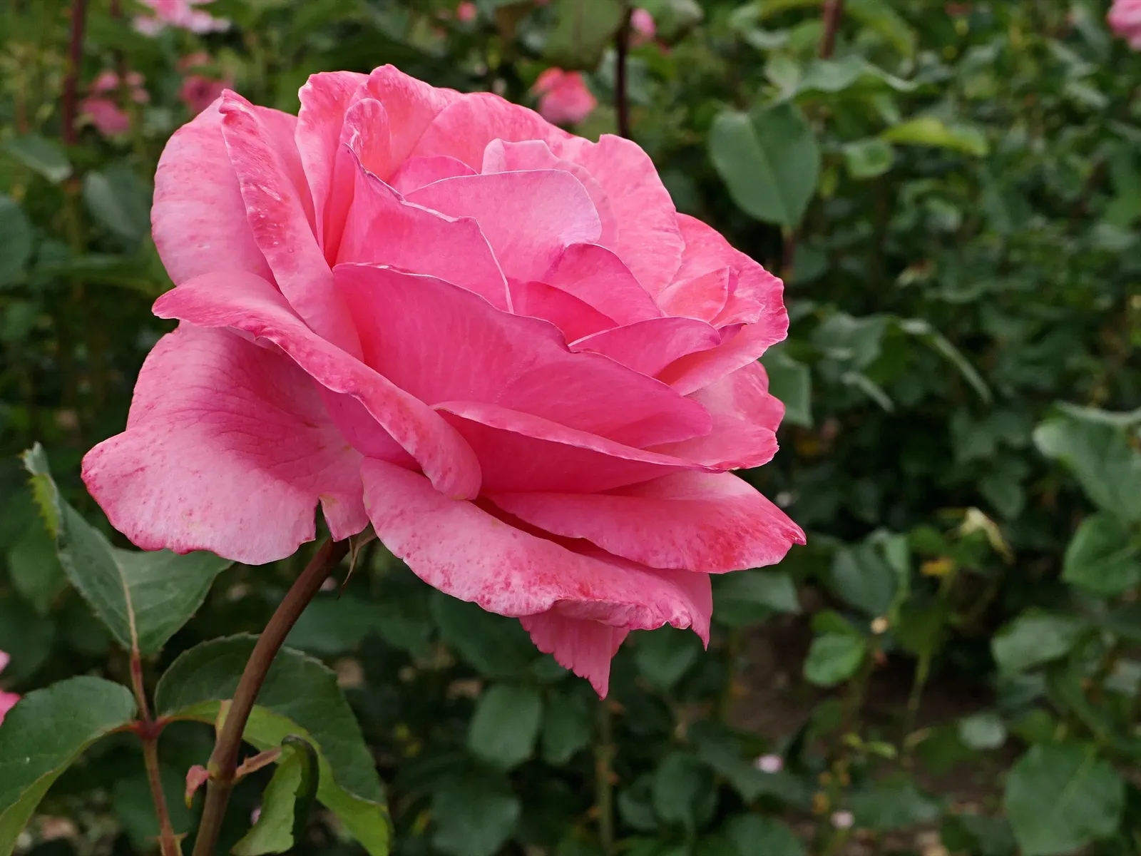 Grandiflora-ros 'Queen Elisabeth' - miniatyr 2