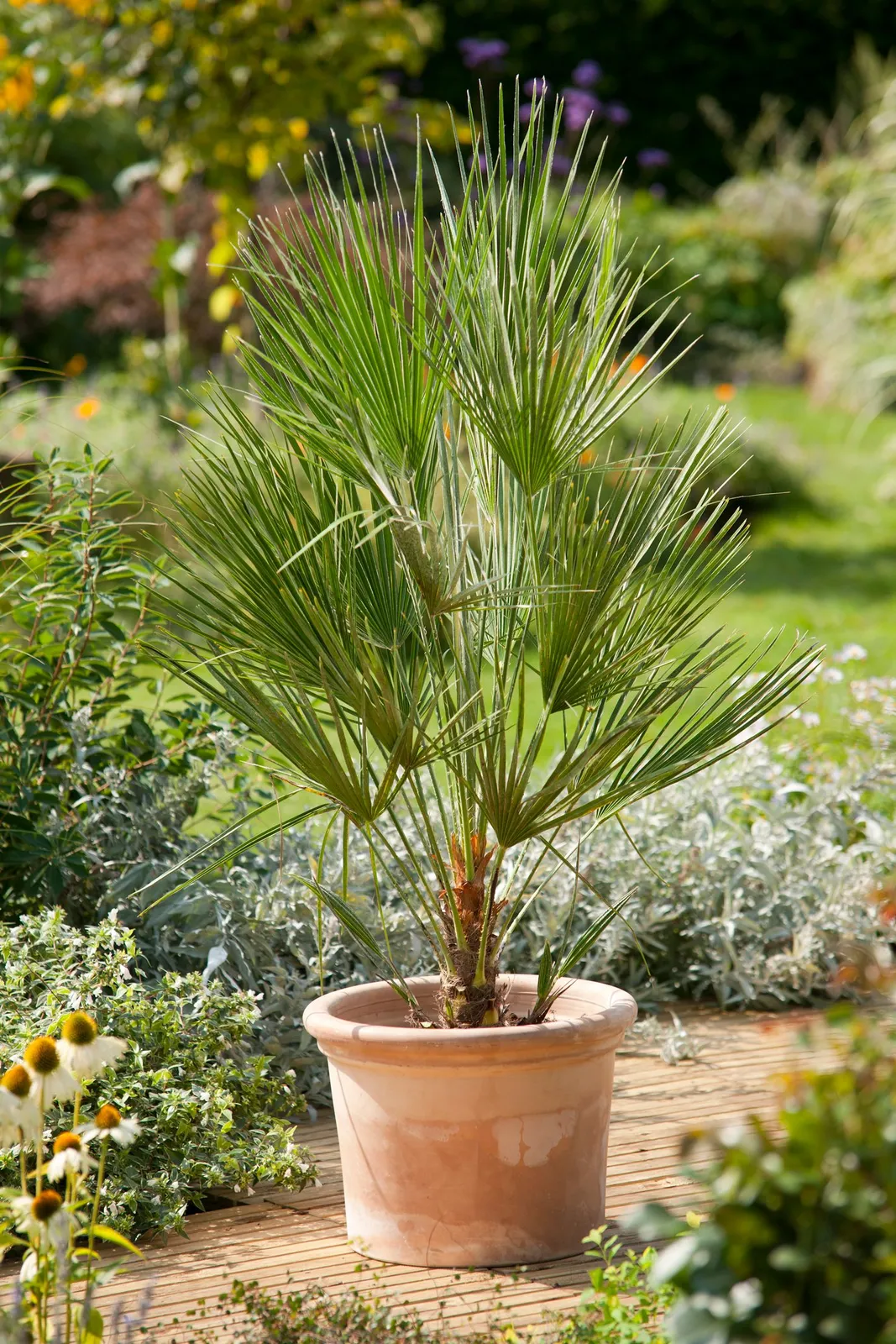 Dvärgpalm (europeisk dvärgpalm), 45/55 cm