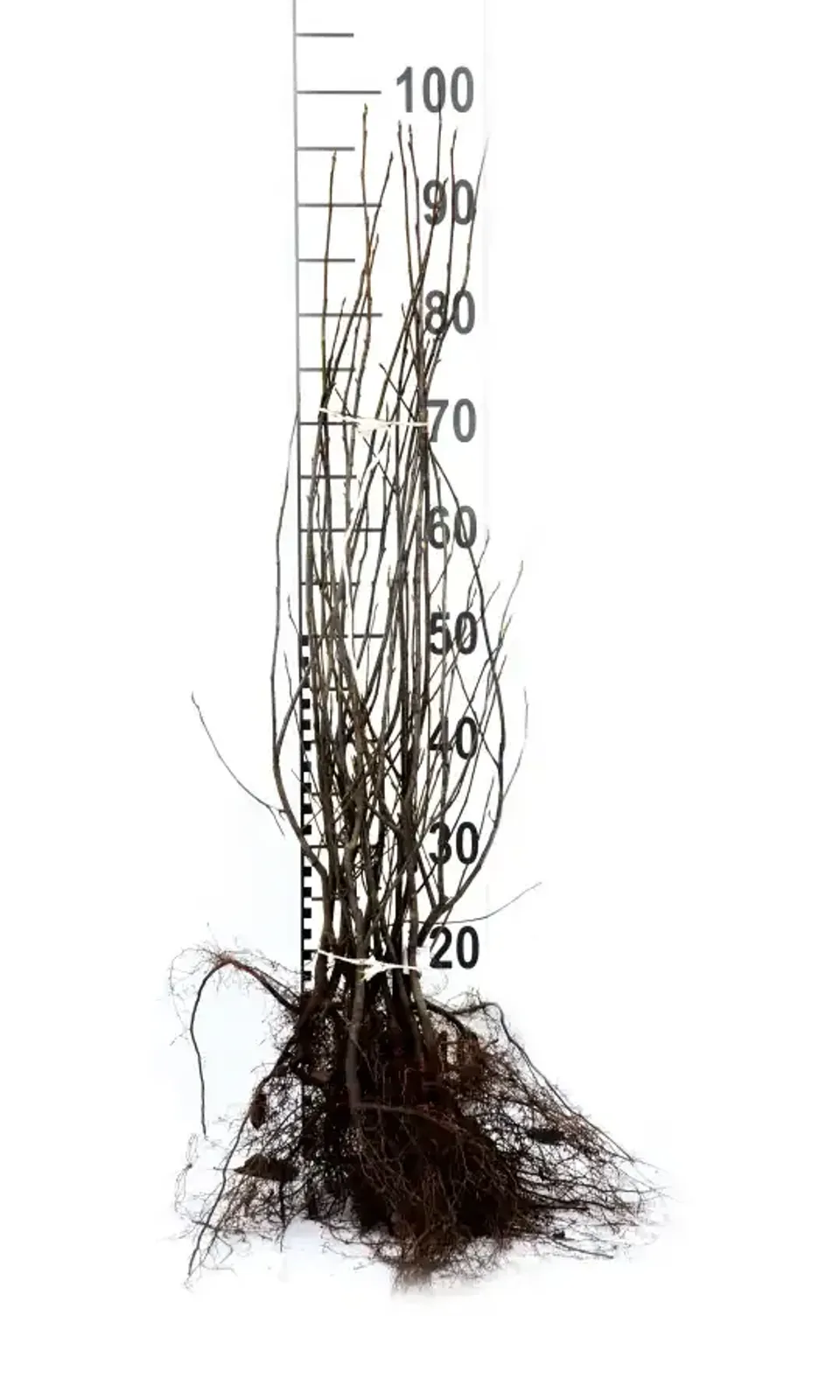 Prakthäggmispel, 50-80 cm — detalj 5