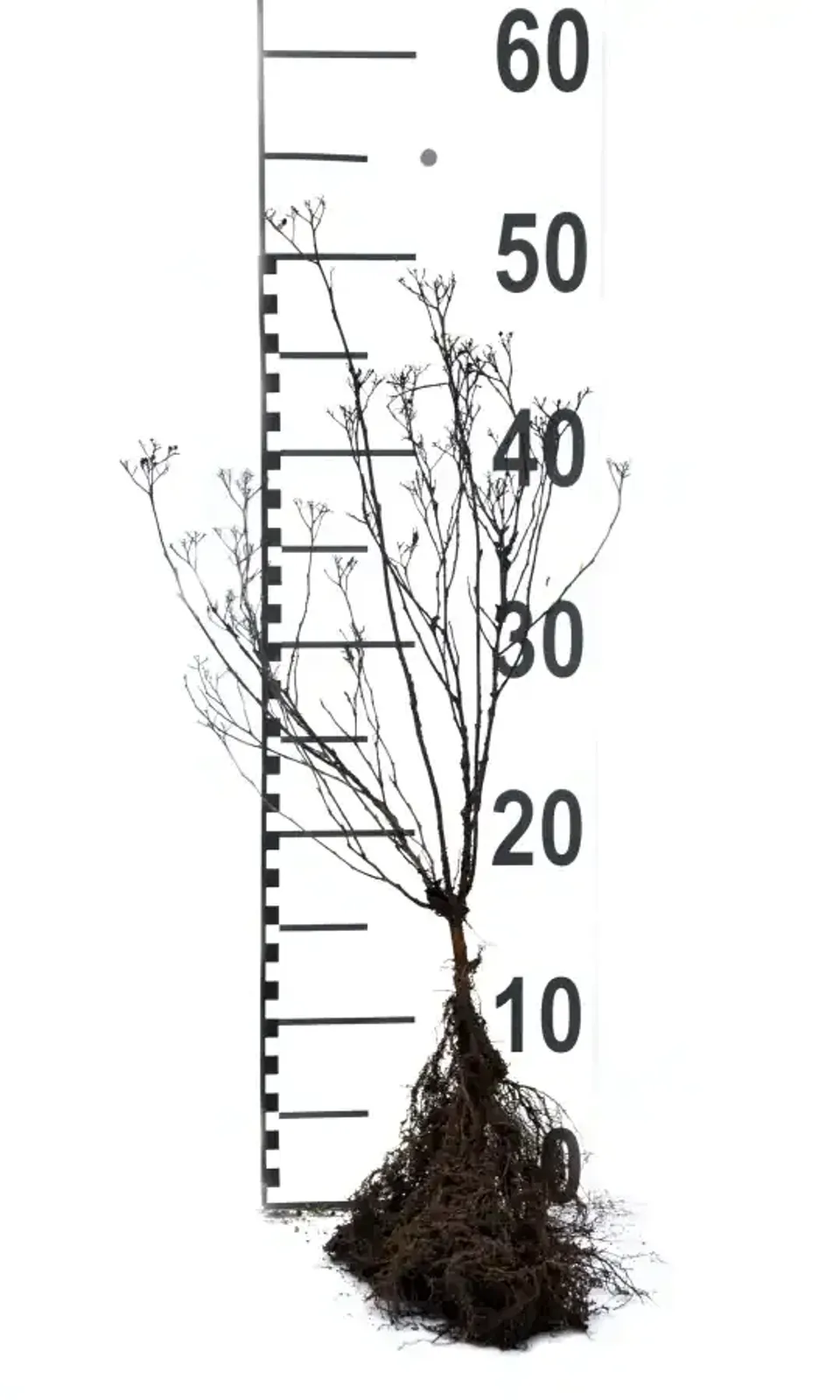 Rosenspirea, 15-30 cm — detalj 5