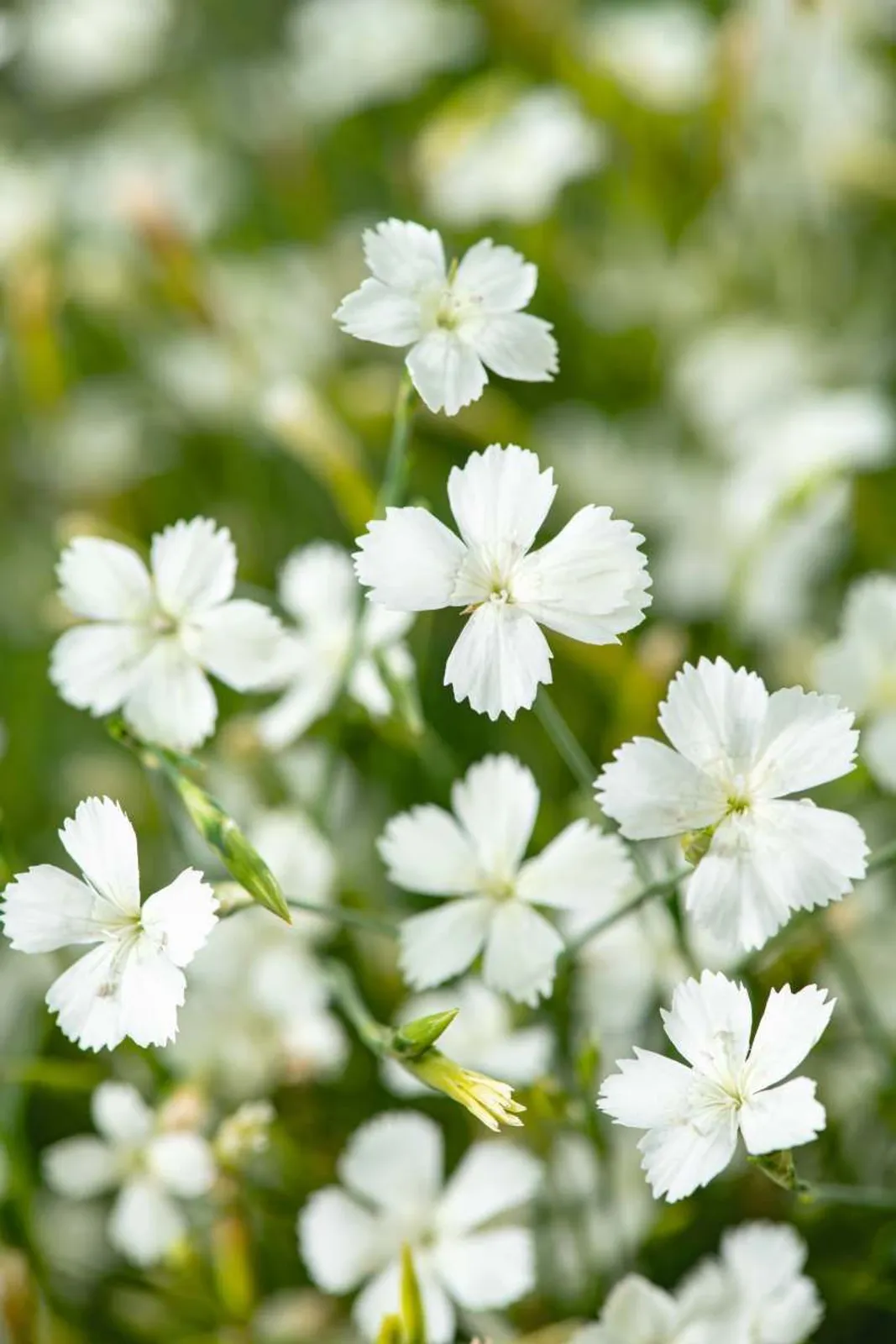 Backnejlika 'Albiflorus'