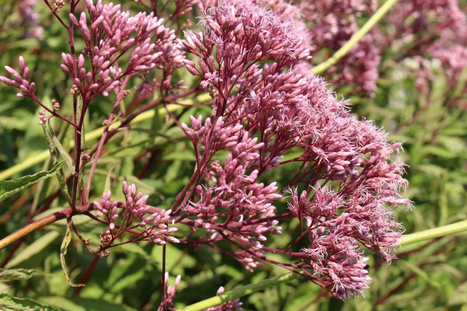 Fläckflockel 'Atropurpureum' (Rosenflockel)