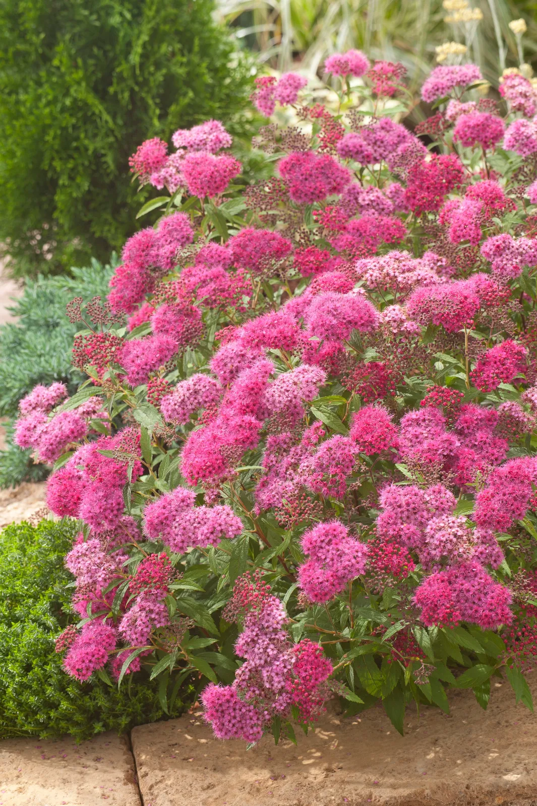Rosenspirea - miniatyr 2