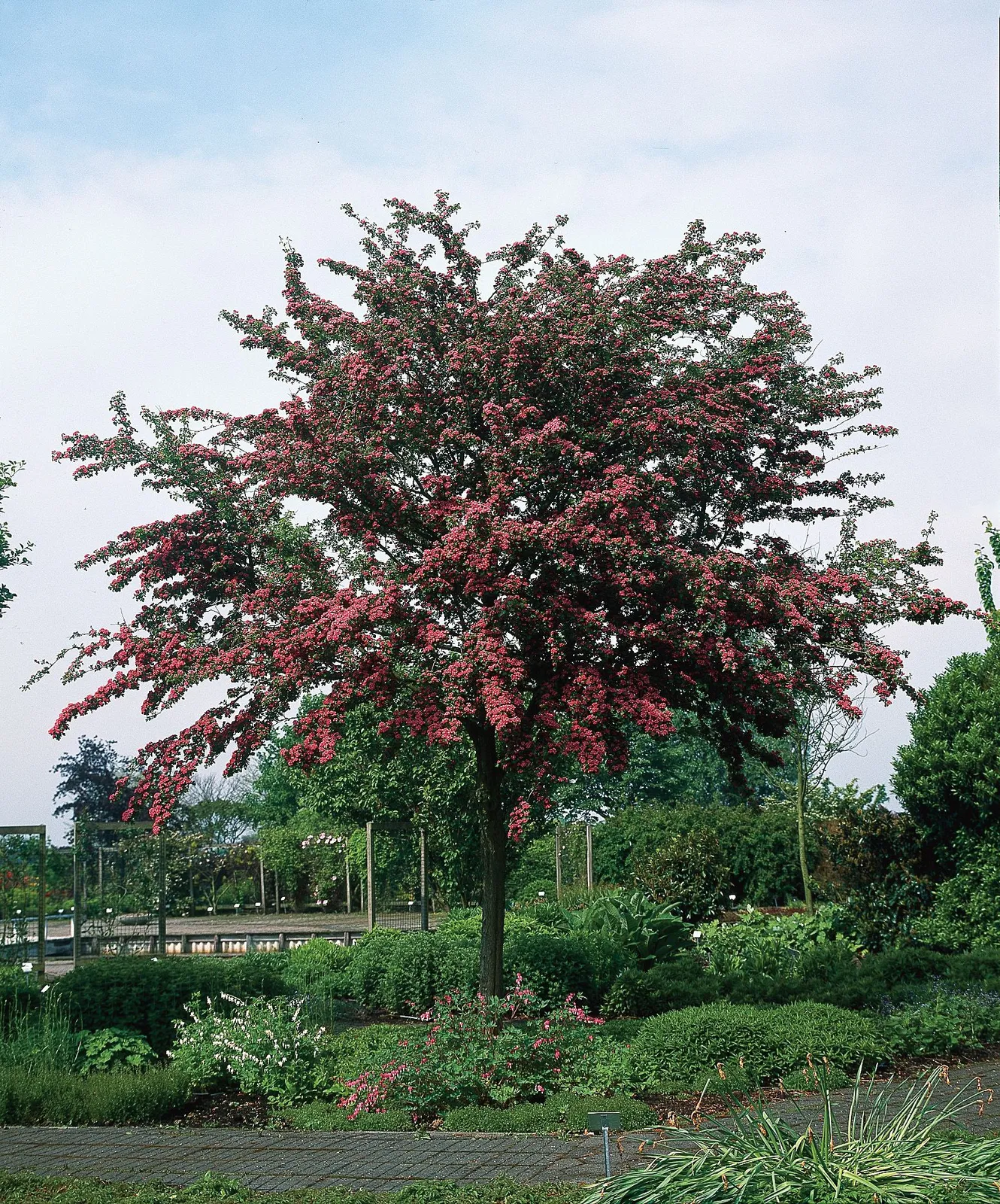 Rosenhagtorn 'Paul's Scarlet', Sh 120-130