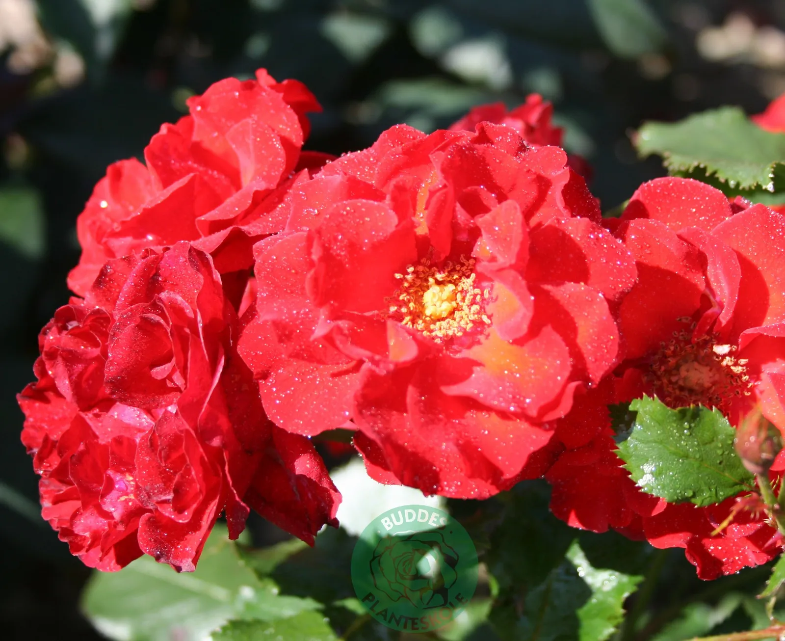 Floribundaros Molde ('Tannimoll')