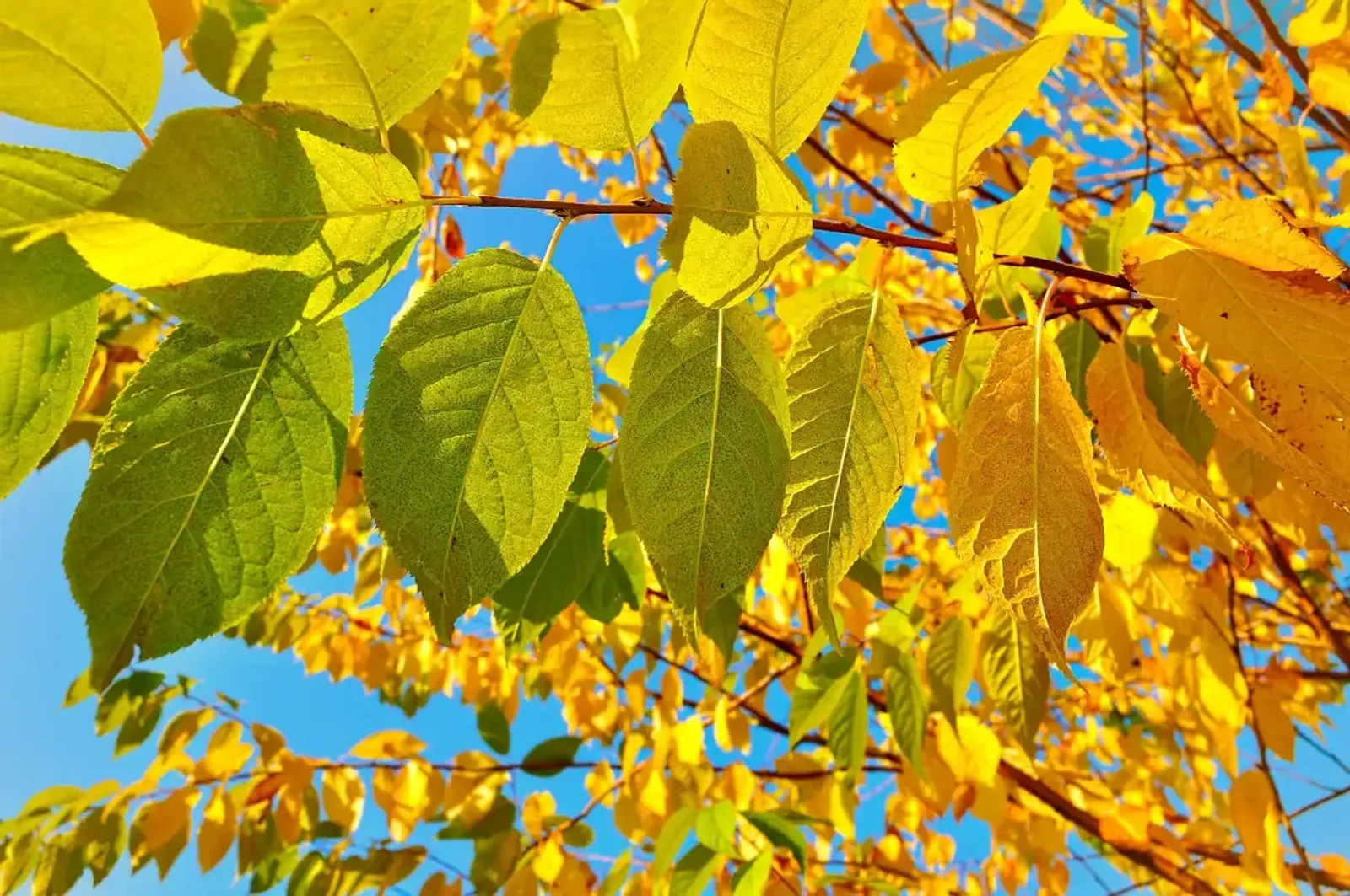 Näverhägg, Högstammat träd — detalj 5