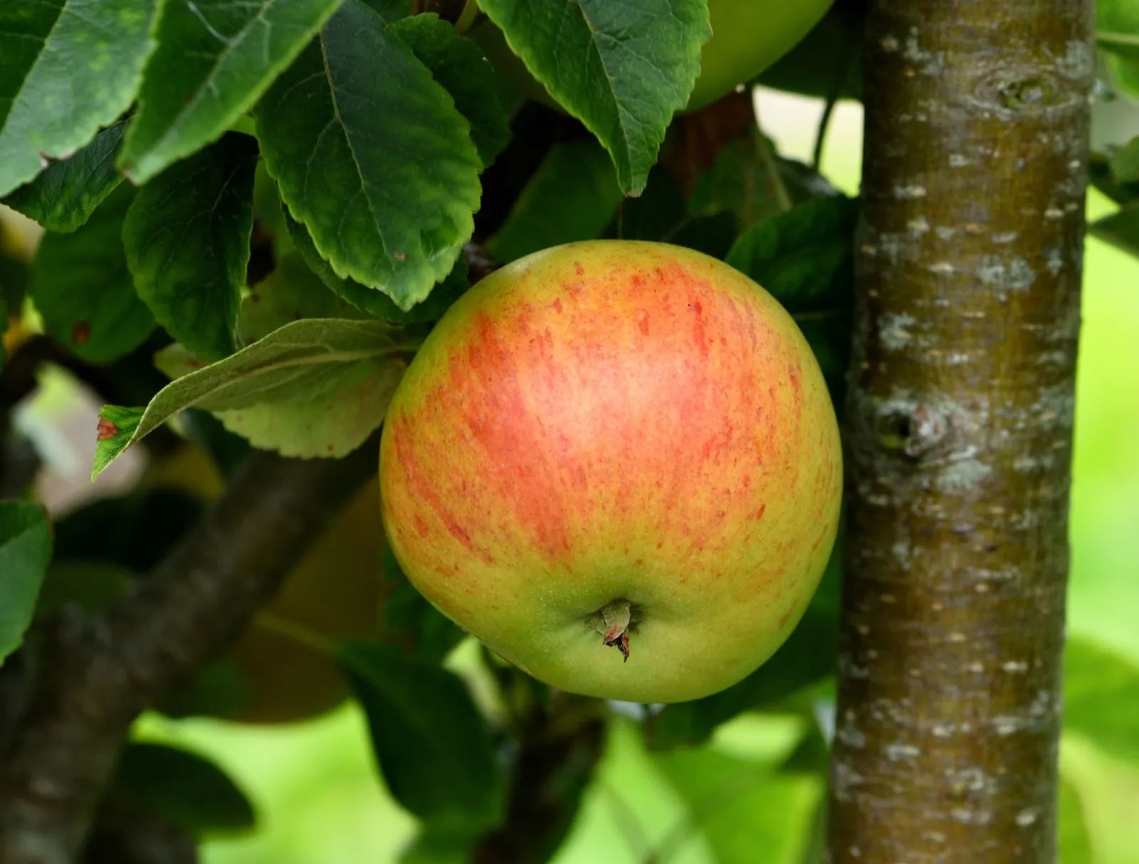 Äpple 'Gyllenkroks Astrakan' E