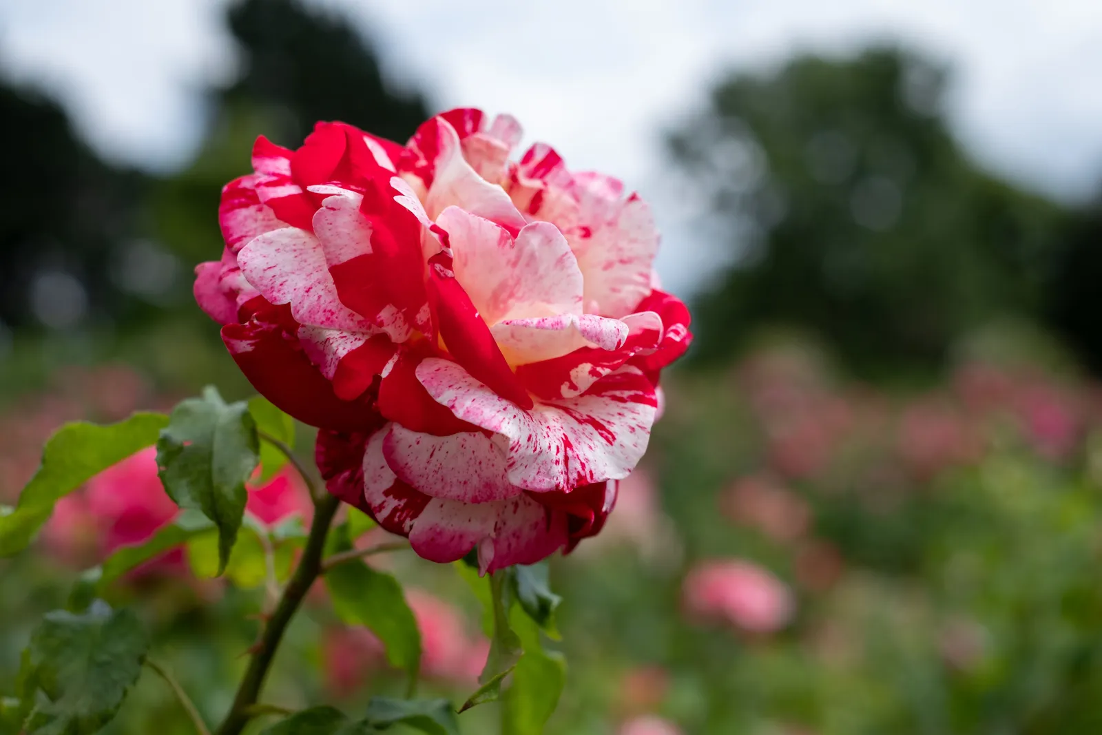 Grandiflora-ros ROCK & ROLL ('Wekgobnez')
