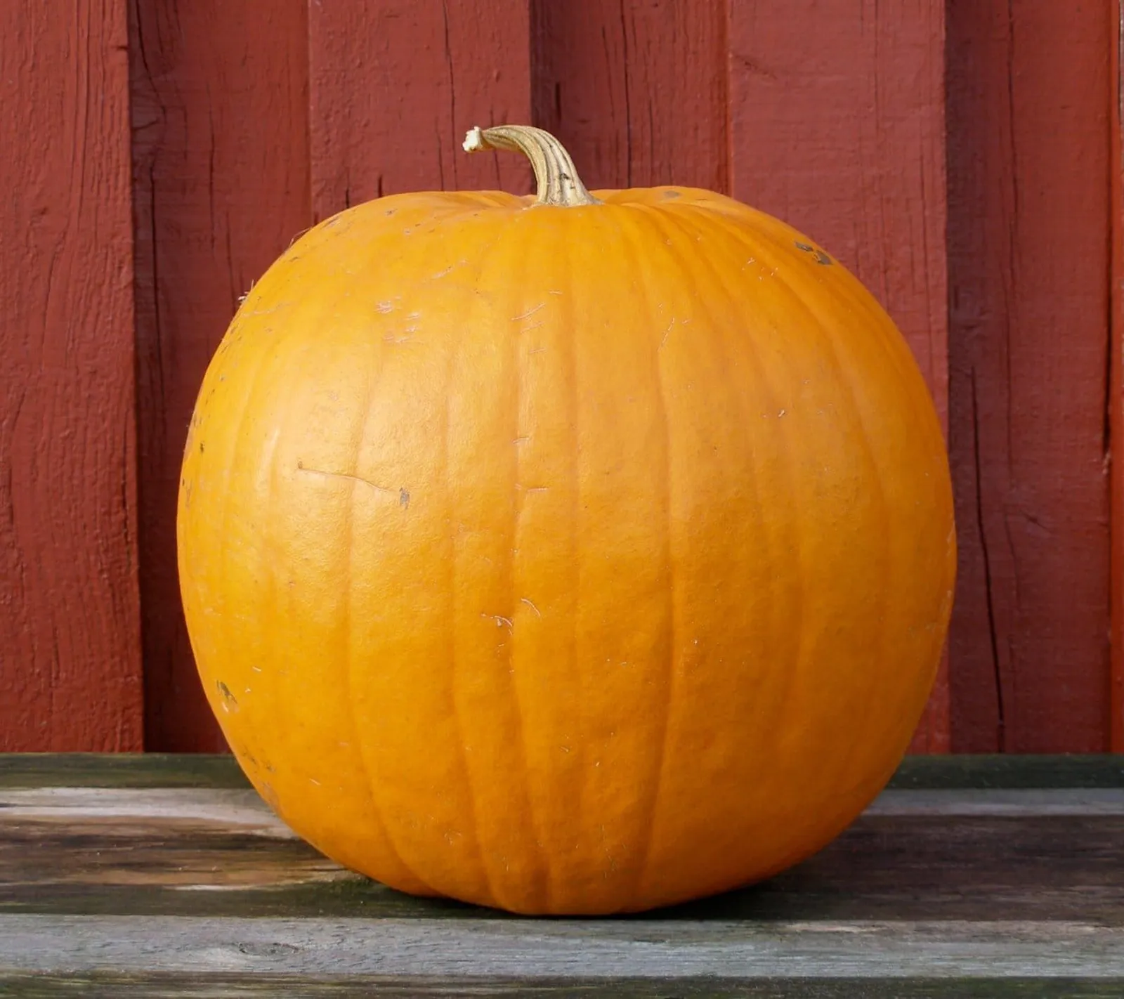 Pumpa 'Howden', ekofrö