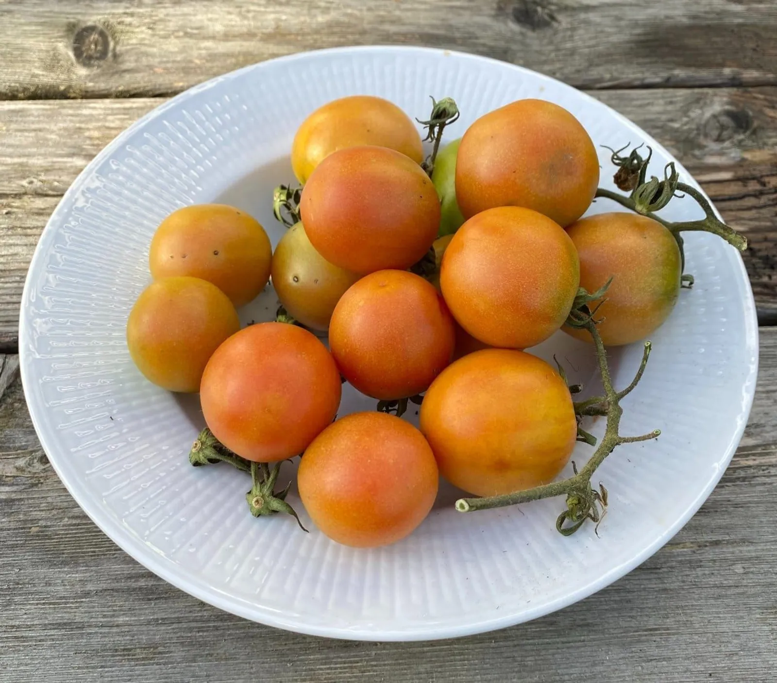 Vintertomat Ponderosa ekofrö — rosa tomater