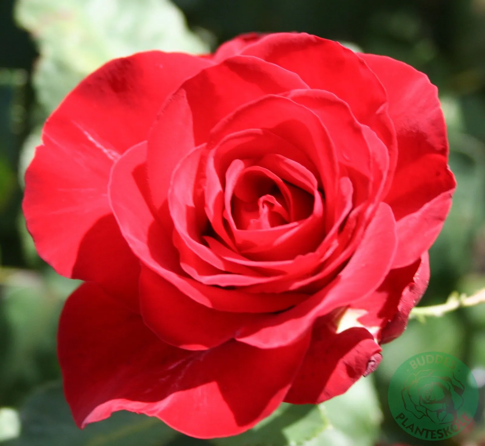 Tehybridros COURAGE ('Poulduff')