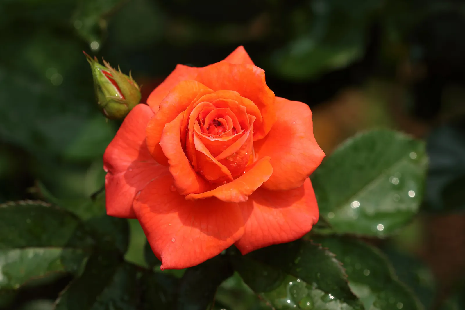 Tehybridros PRINSESSE MARIE ('Poulht007') - miniatyr 2